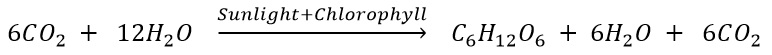 photosynthesis