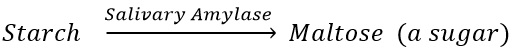 starch into maltose