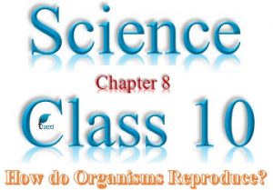 NCERT Solutions for Class 10 Science Chapter 8