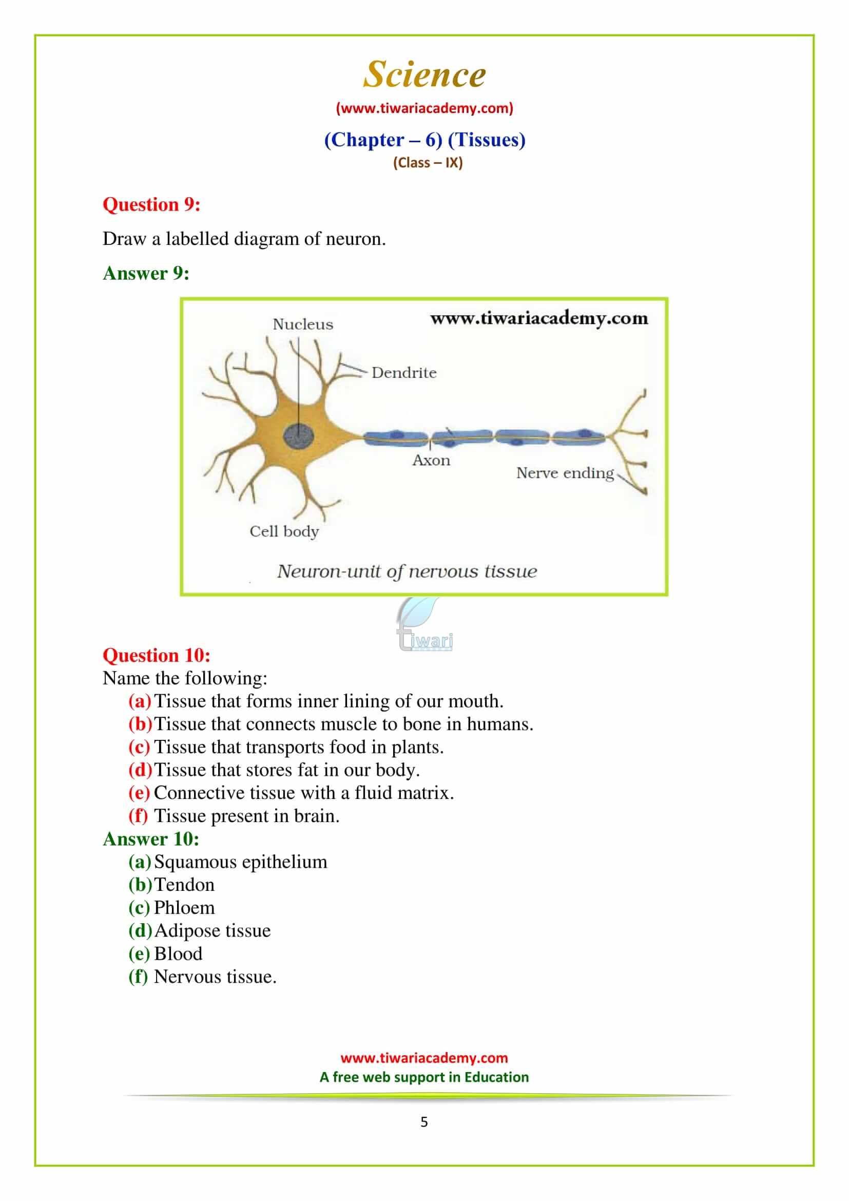 9 Science Chapter 6 Exercises questions in pdf free