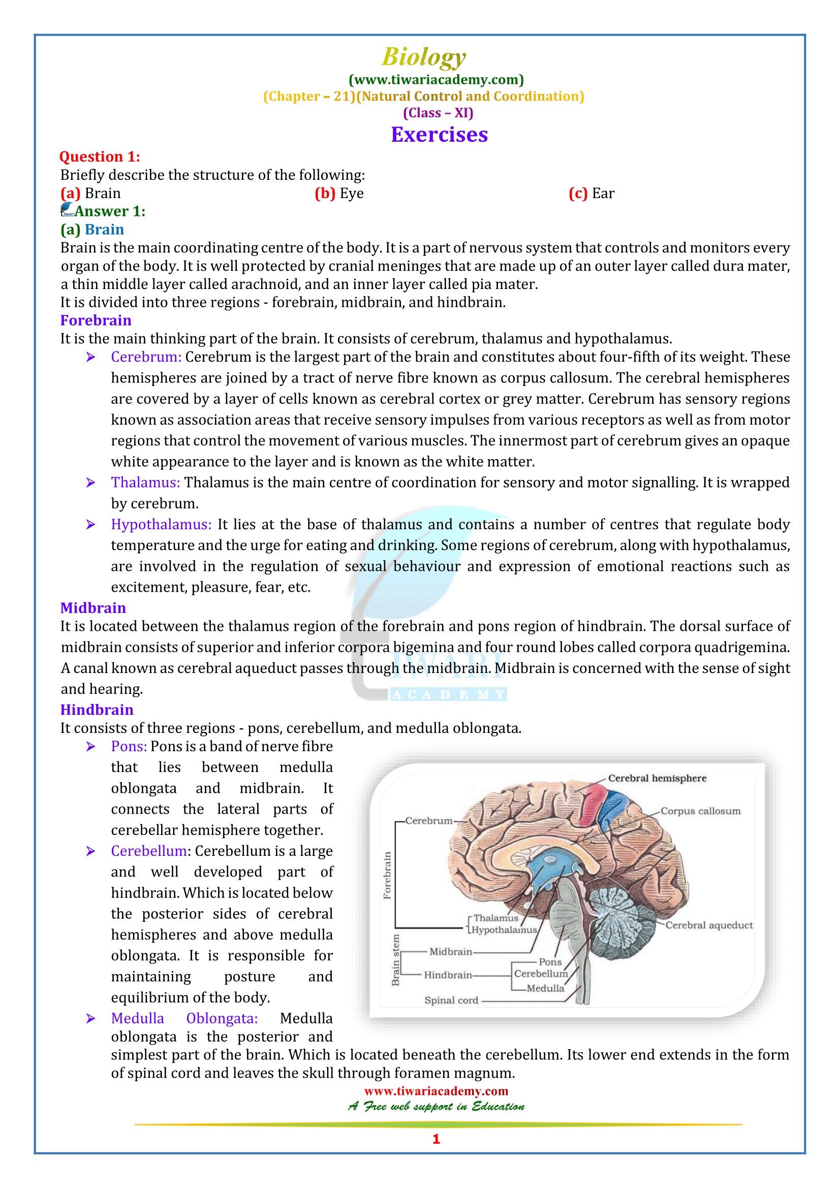 NCERT Solutions for Class 11 Biology Chapter 21 Neural Control and Coordination