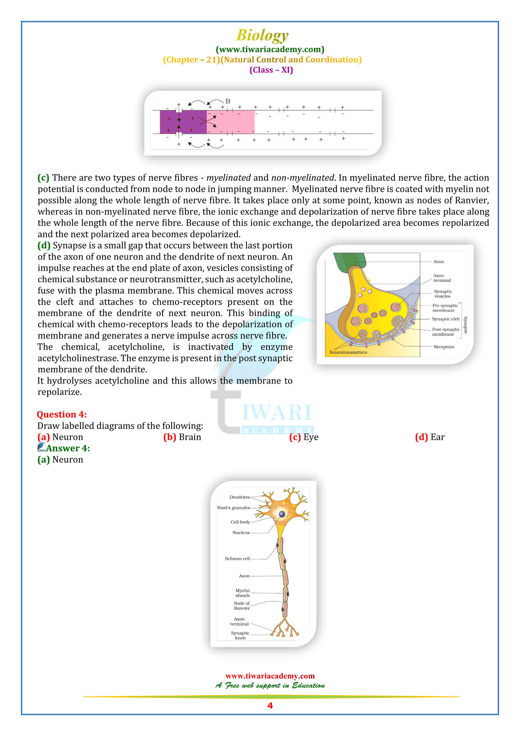 NCERT Solutions for Class 11 Biology Chapter 21 in English Medium