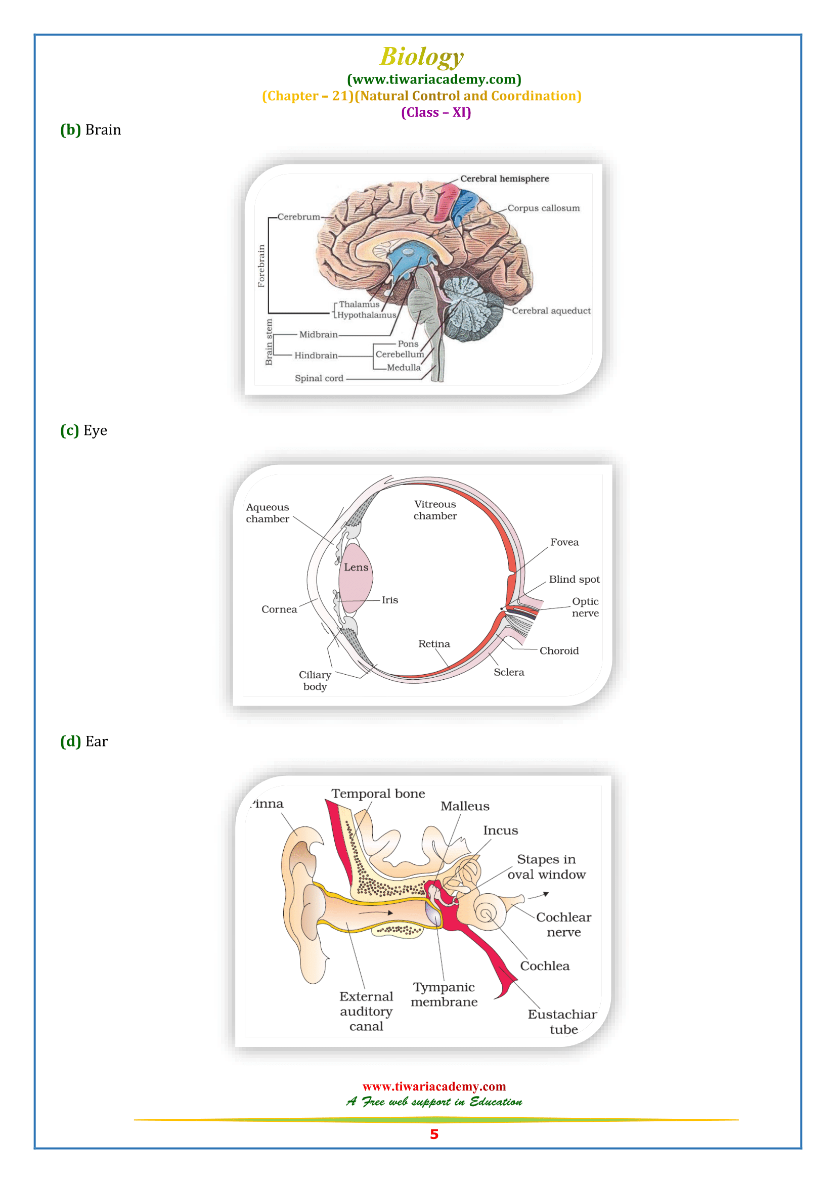 NCERT Solutions for Class 11 Biology Chapter 21 for intermediate up board +1