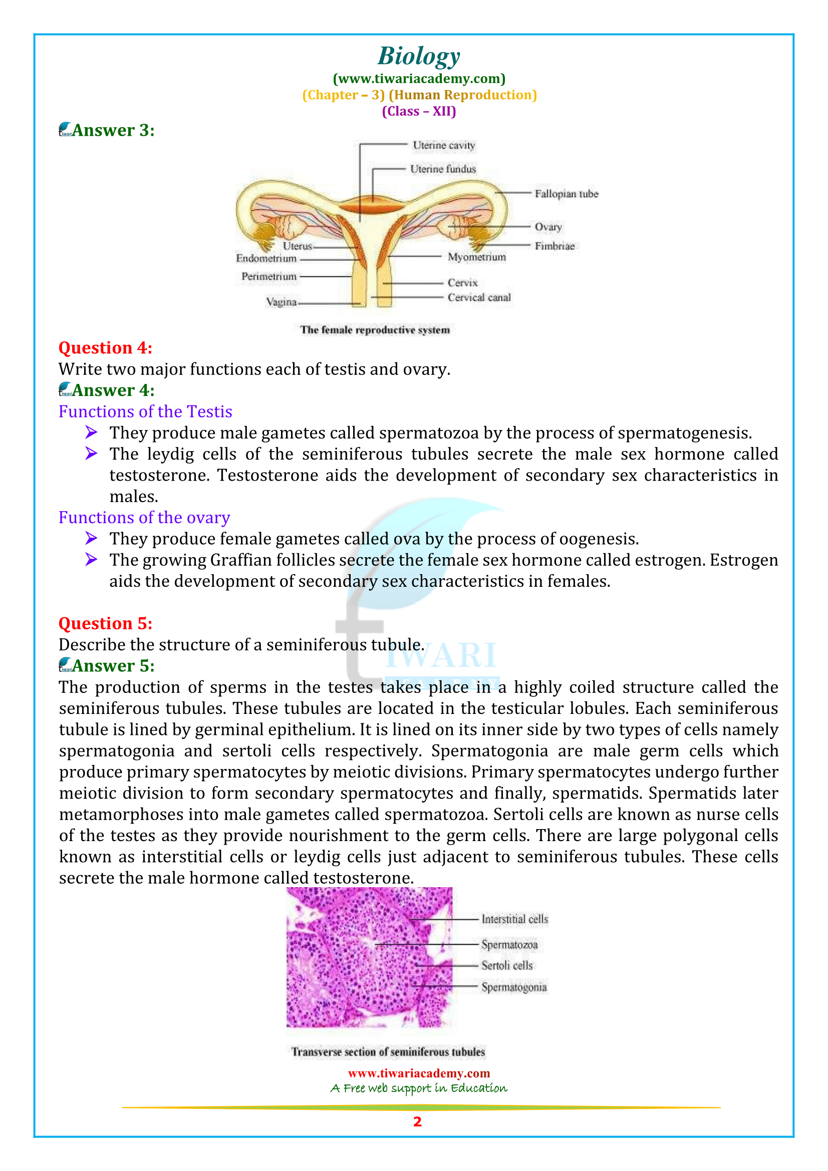 NCERT Solutions for Class 12 Biology Chapter 3 Human Reproduction
