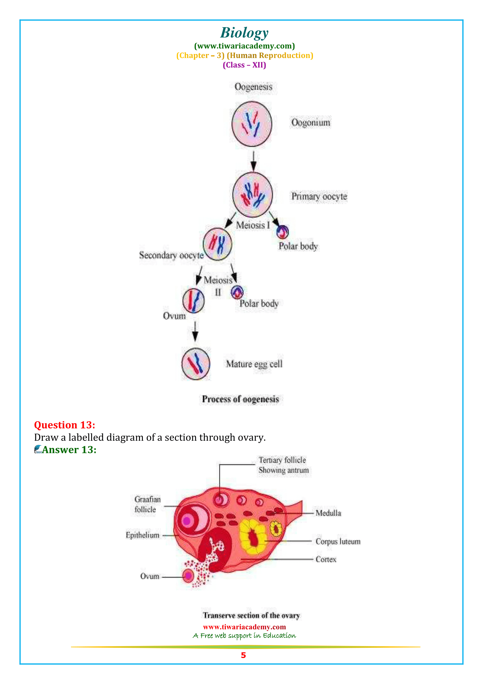 12 Biology chapter 3