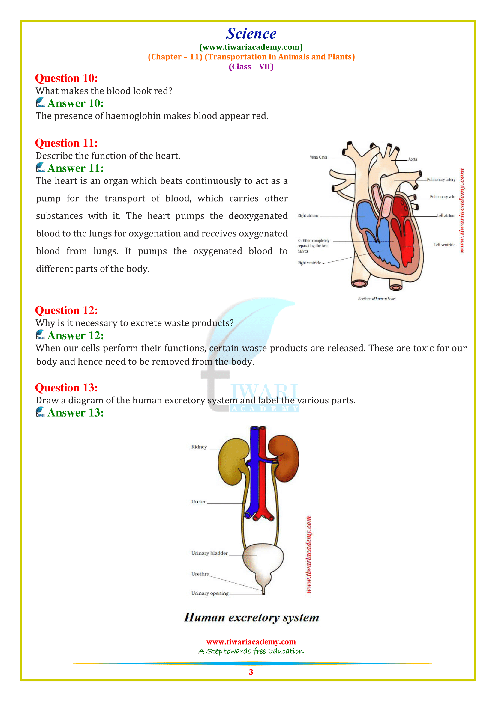 The Cardiovascular System Workbook Answers