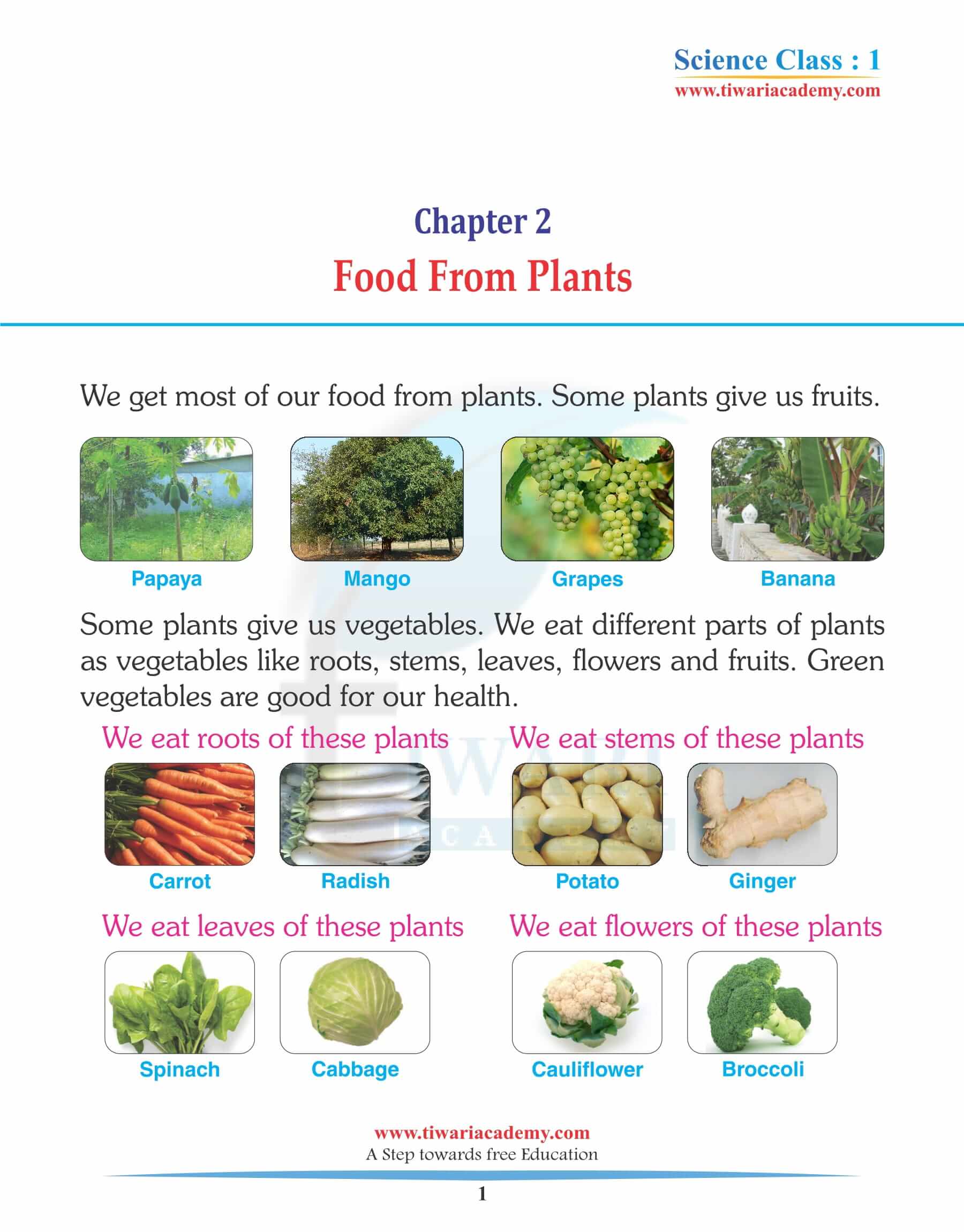 Class 1 Science Chapter 2 Food From Plants Solutions