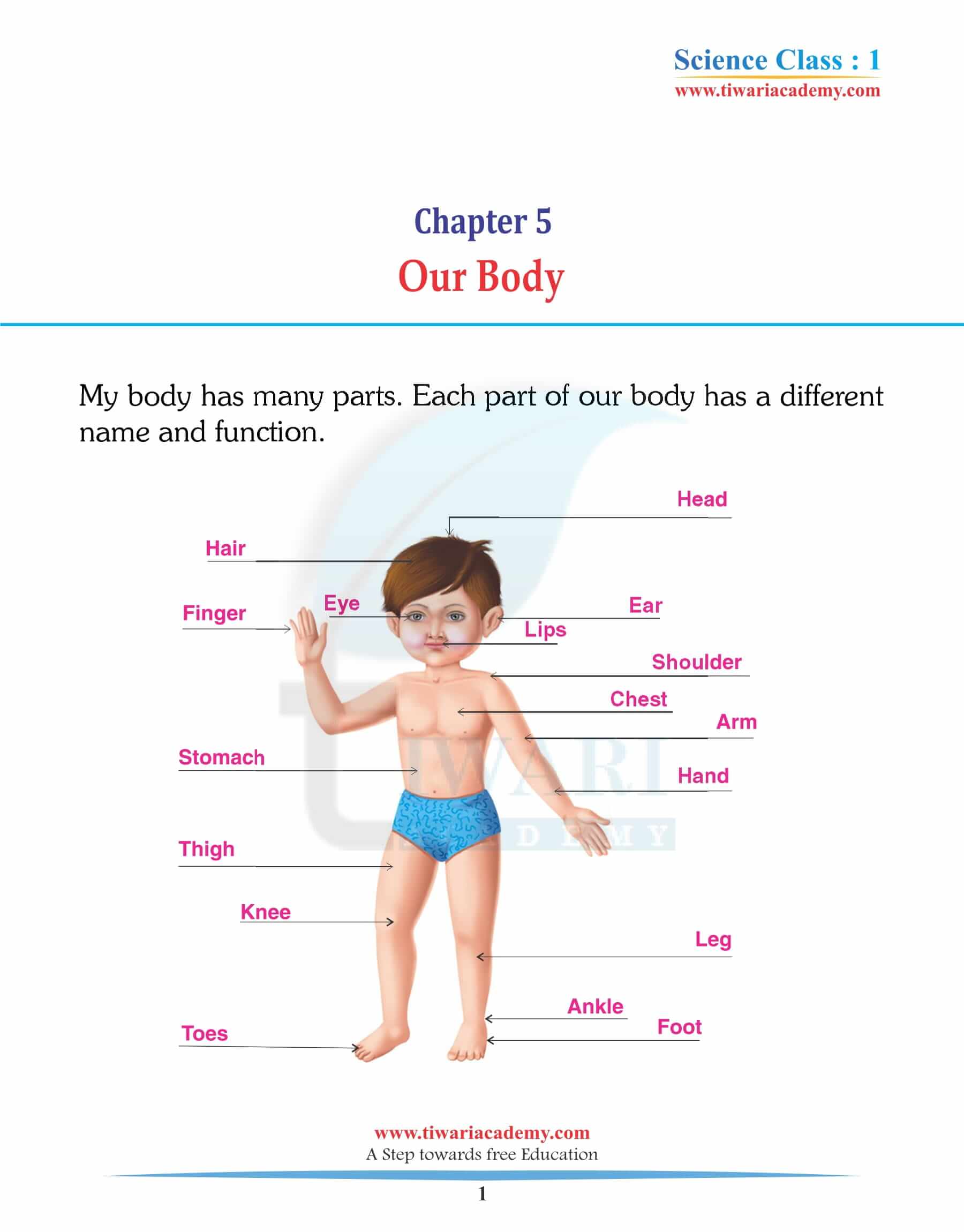 Class 1 Science Chapter 5 Our Body Solutions