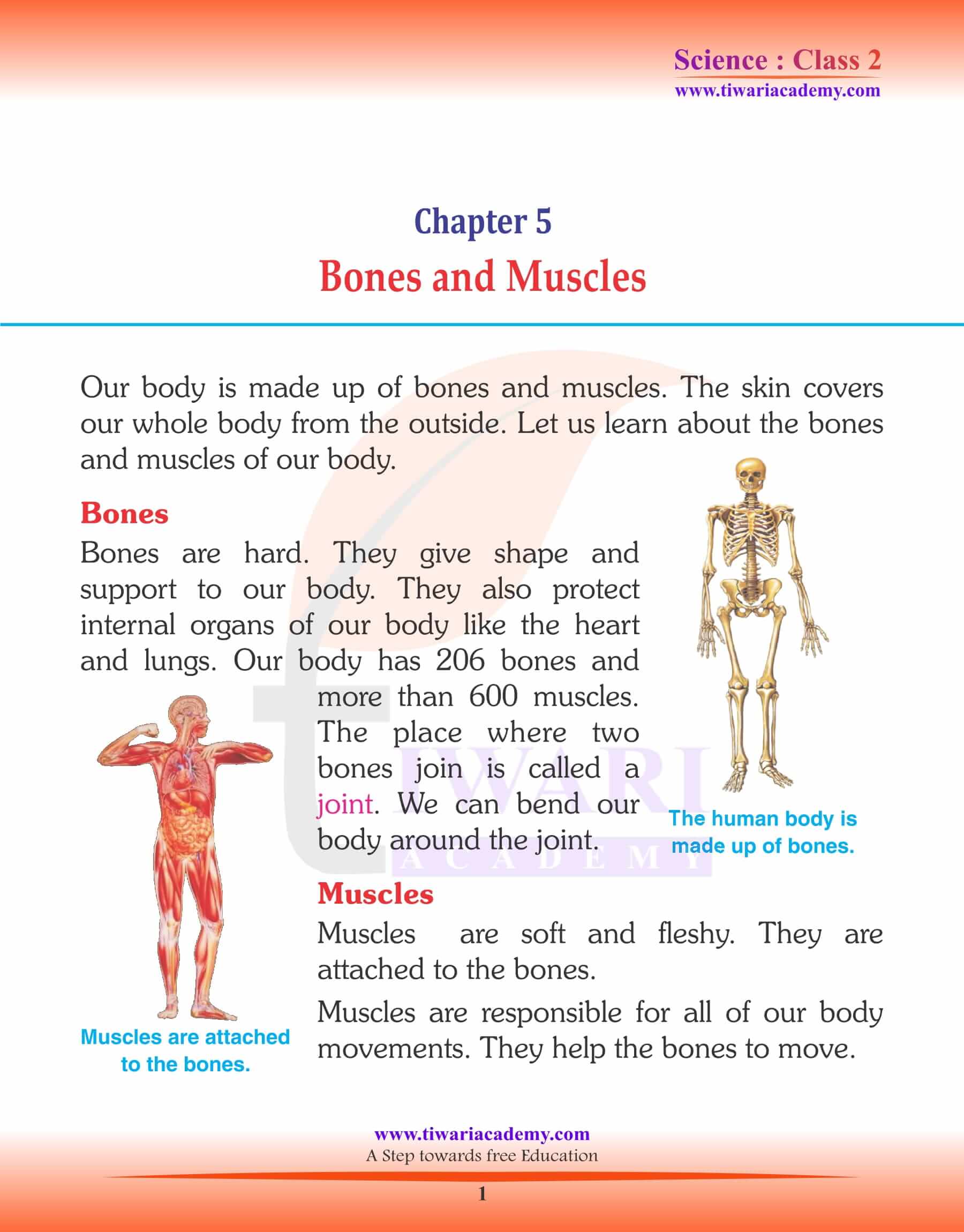 NCERT Solutions for Class 2 Science Chapter 5 Bones and Muscles