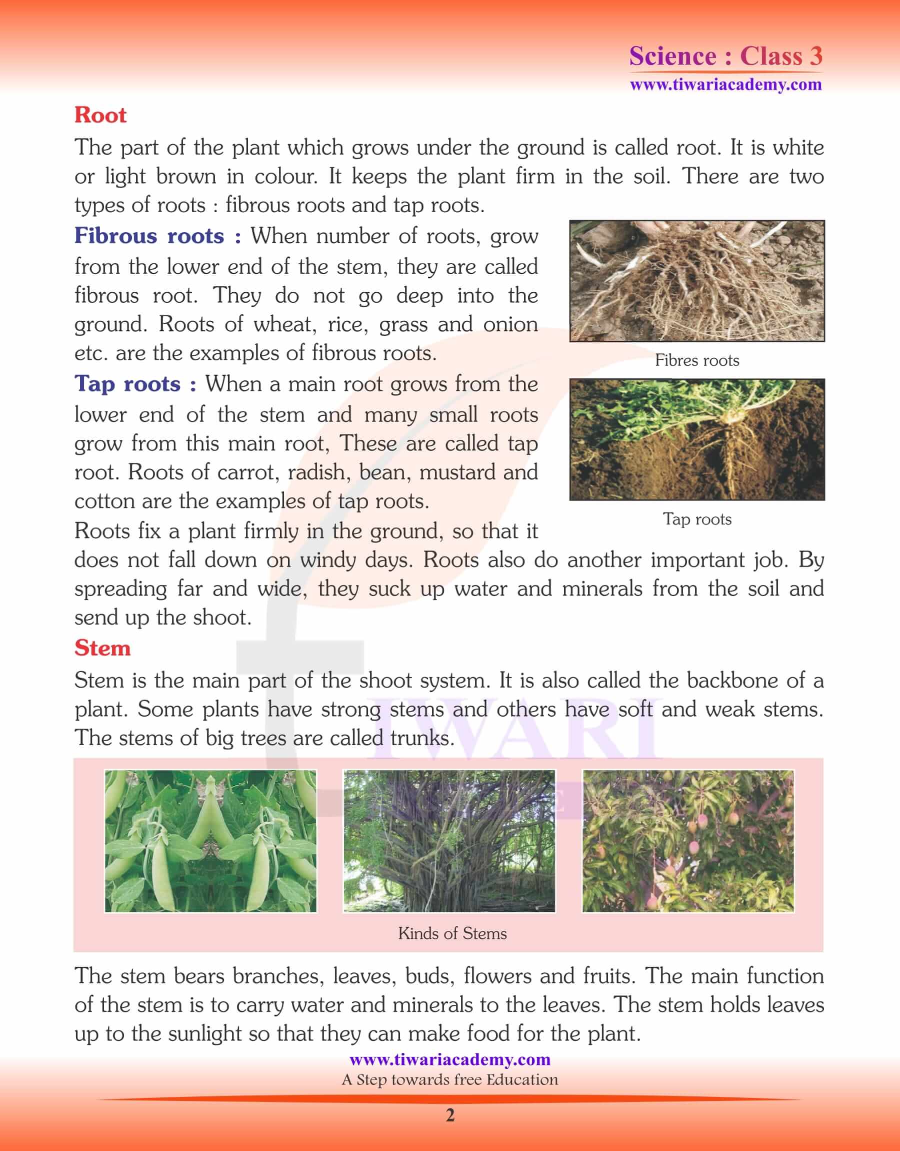 Class 3 Science Chapter 2 Parts of a Plants