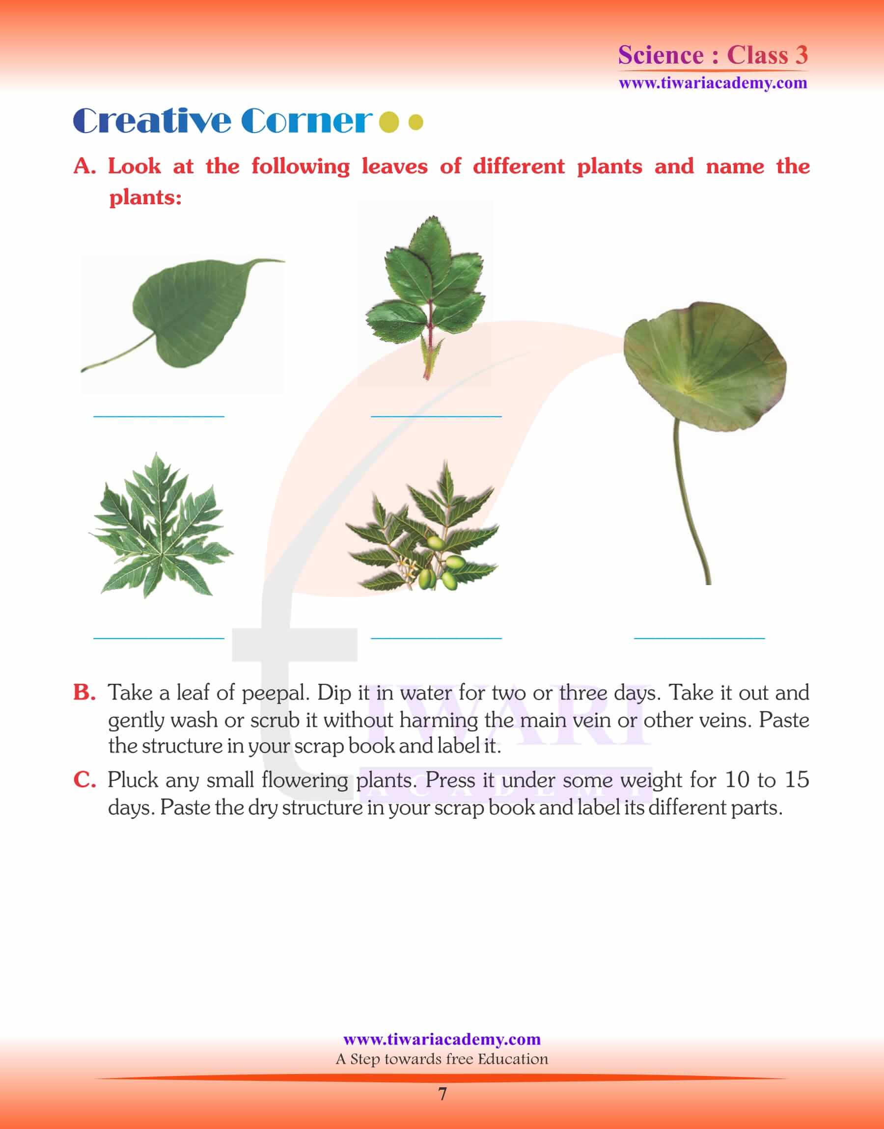 Class 3 Science Chapter 2 Parts of a Plants assignments