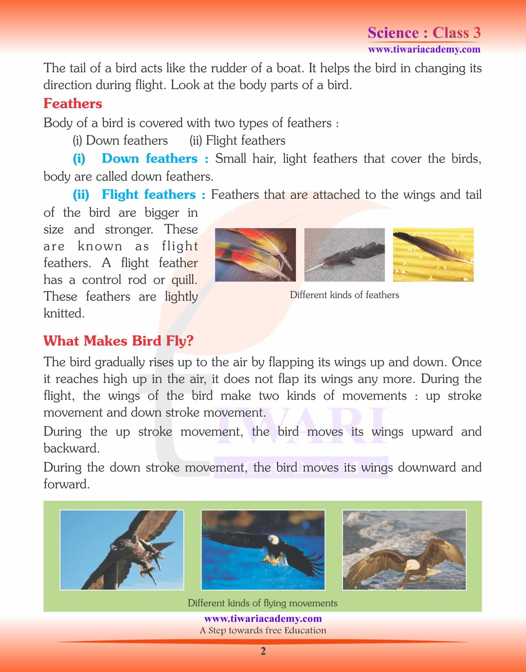 Class 3 Science Chapter 3 The World of Birds