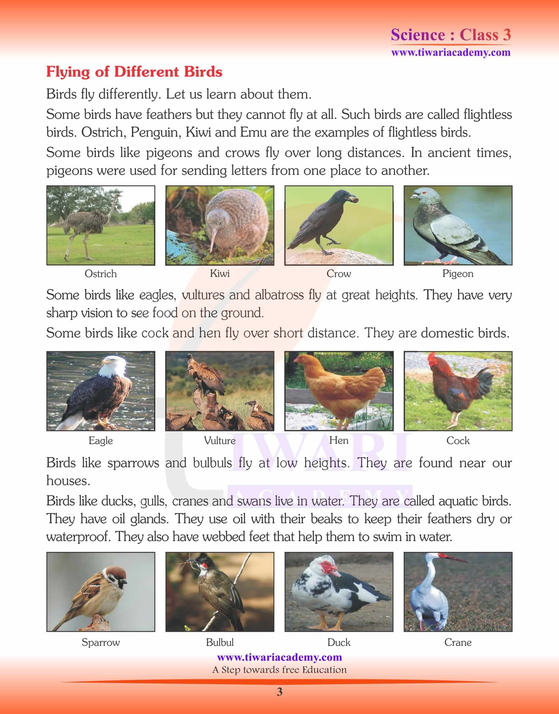 The World of Birds