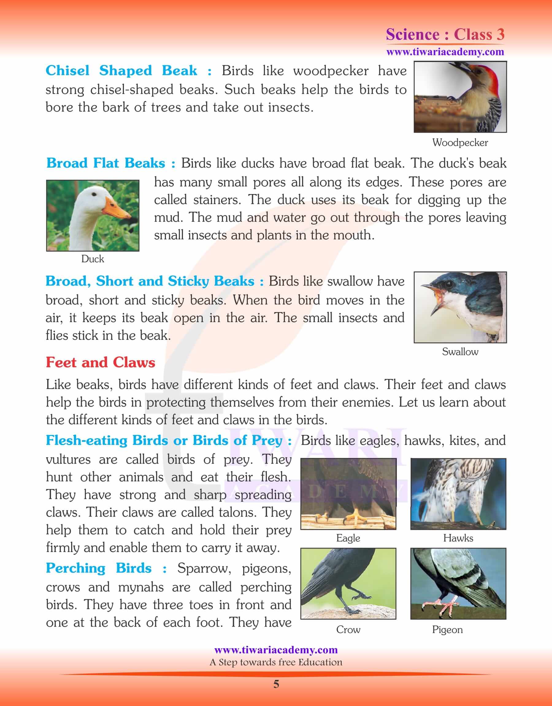 Class 3 Science The World of Birds