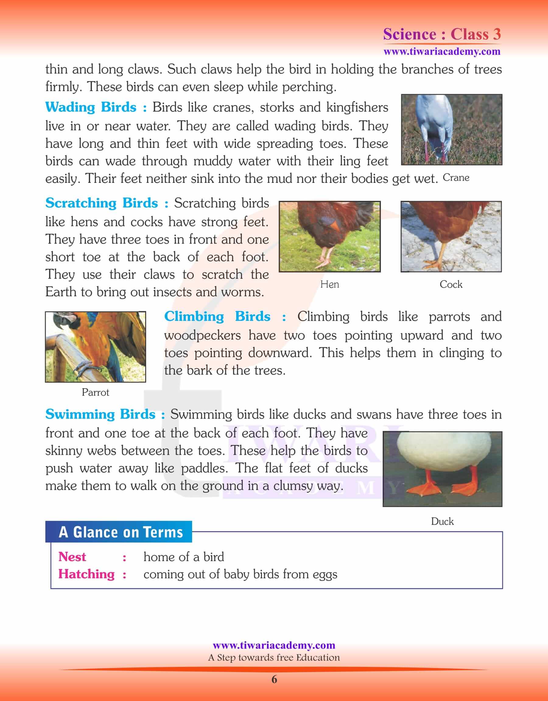 Class 3 Science Chapter 3 The World of Birds answers