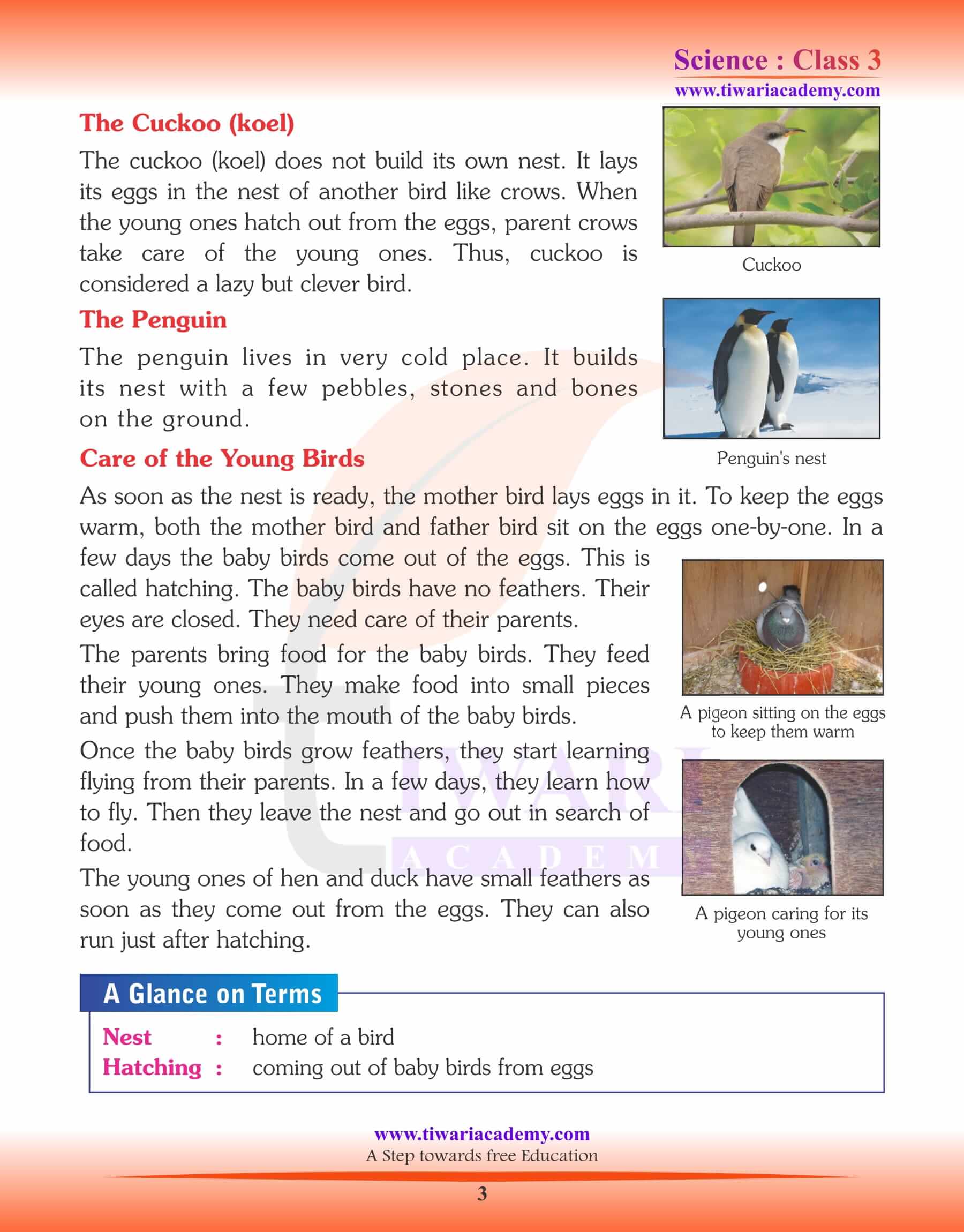 Nestling Habits of Birds