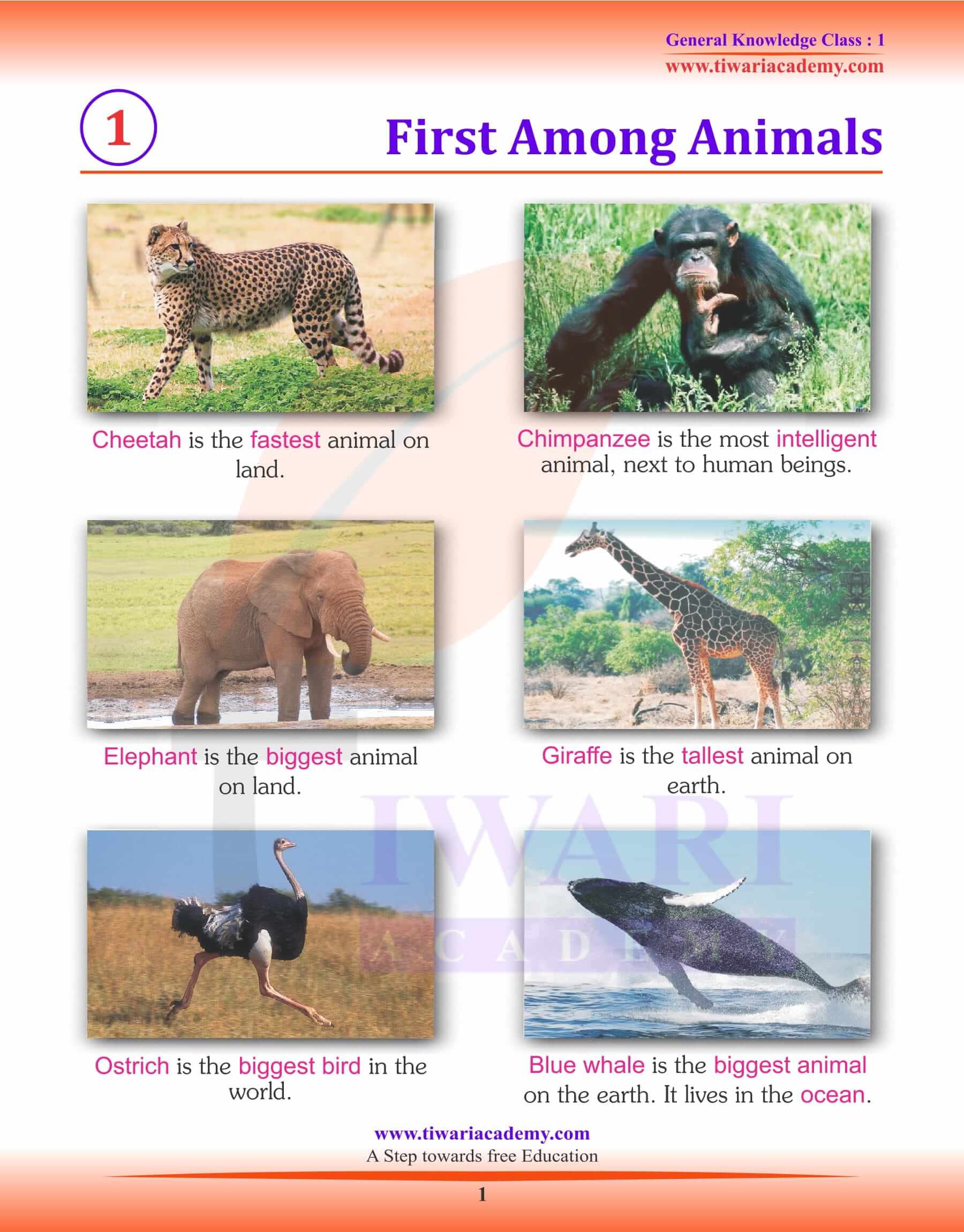 First among Animals