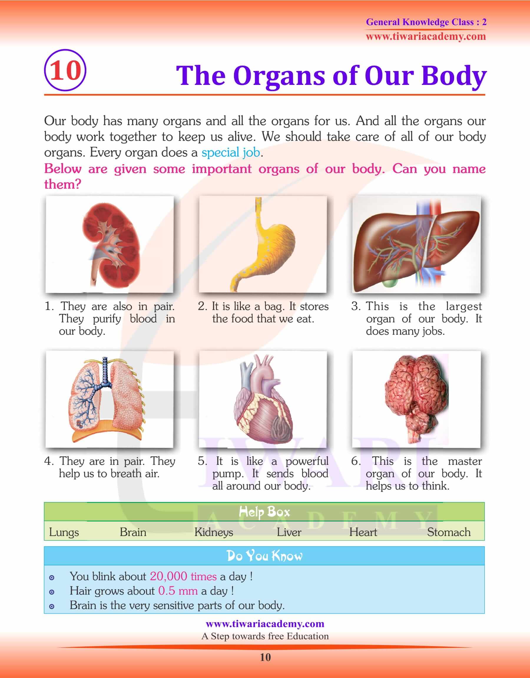 The Organs of our Body