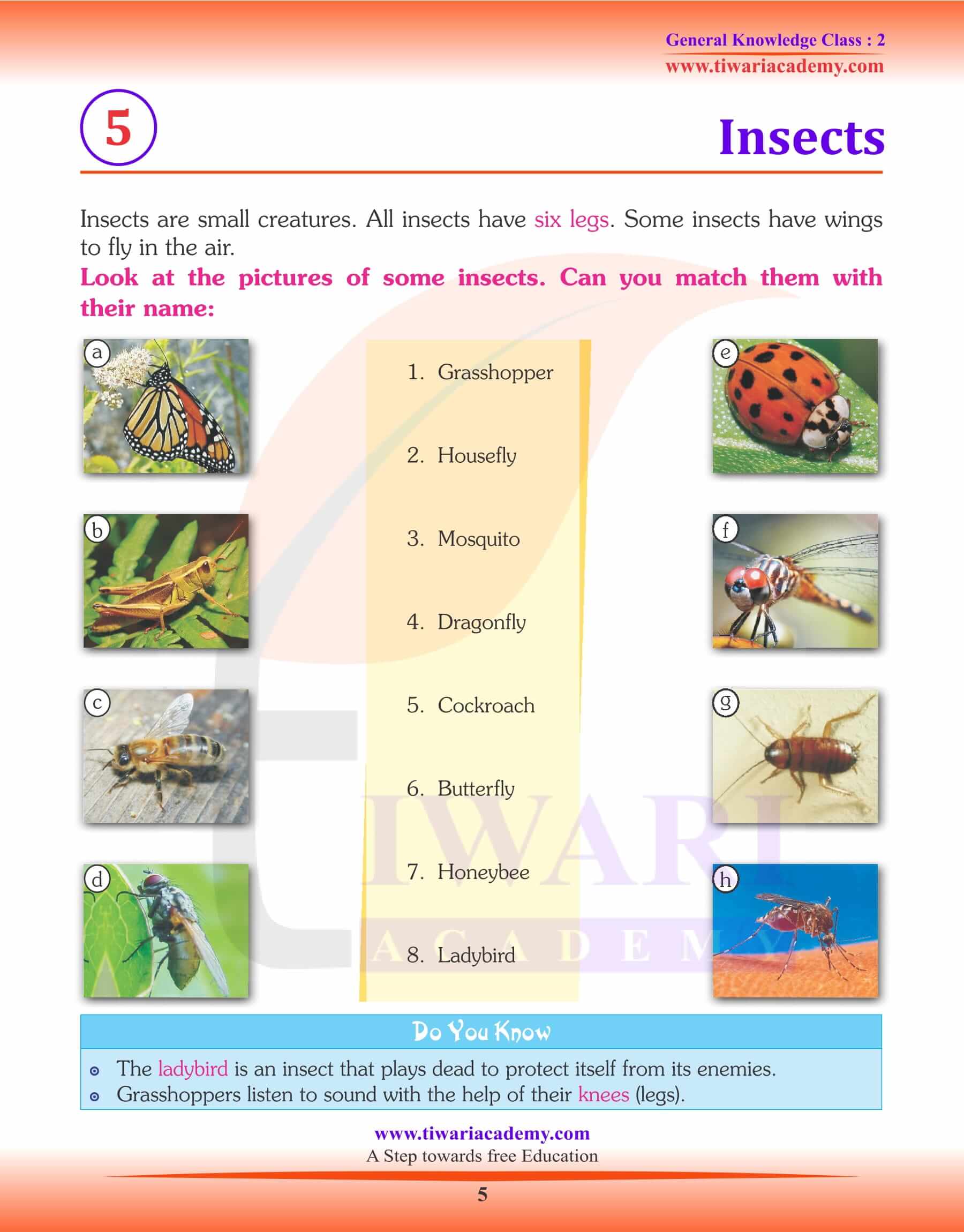 Insects