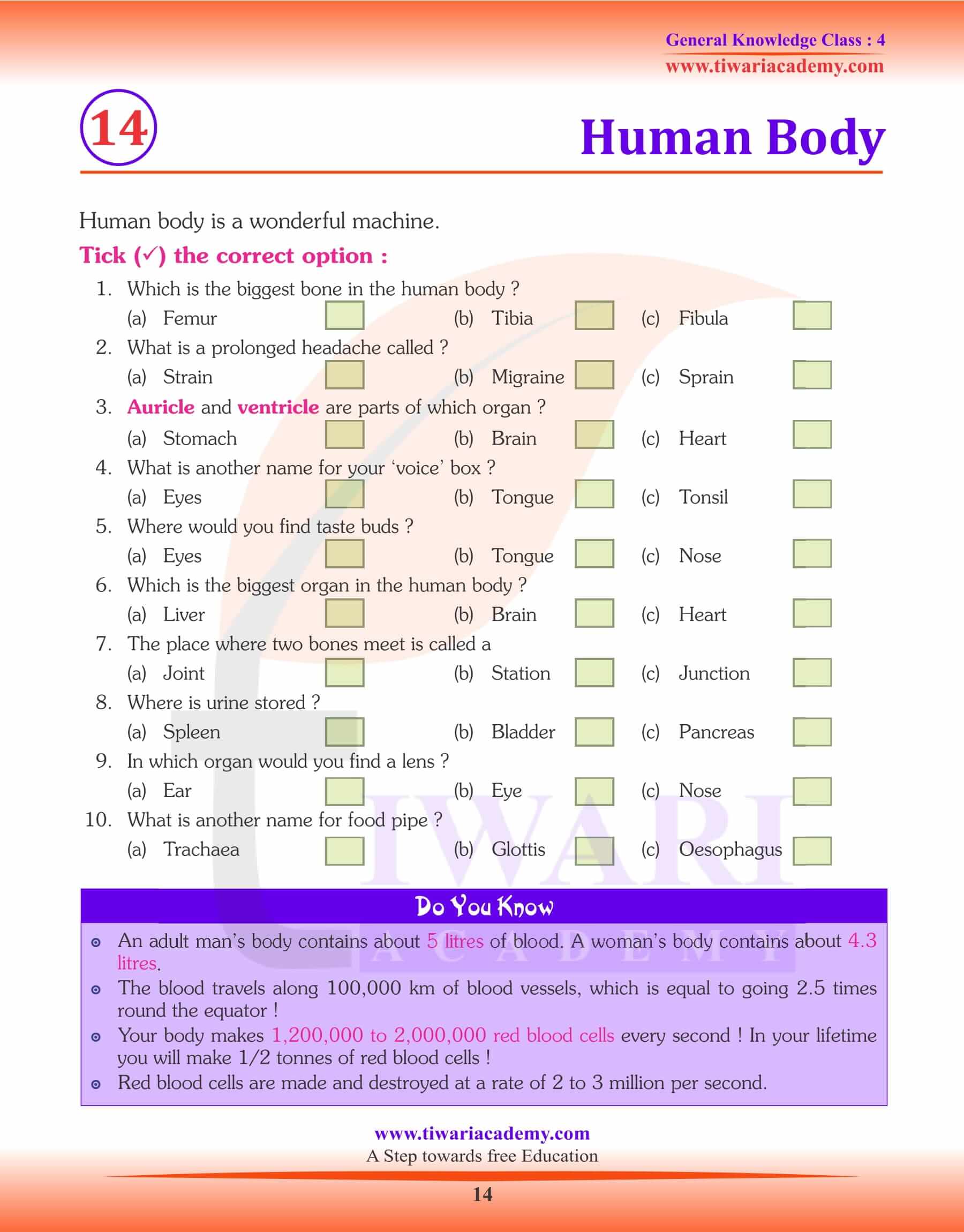 Human Body