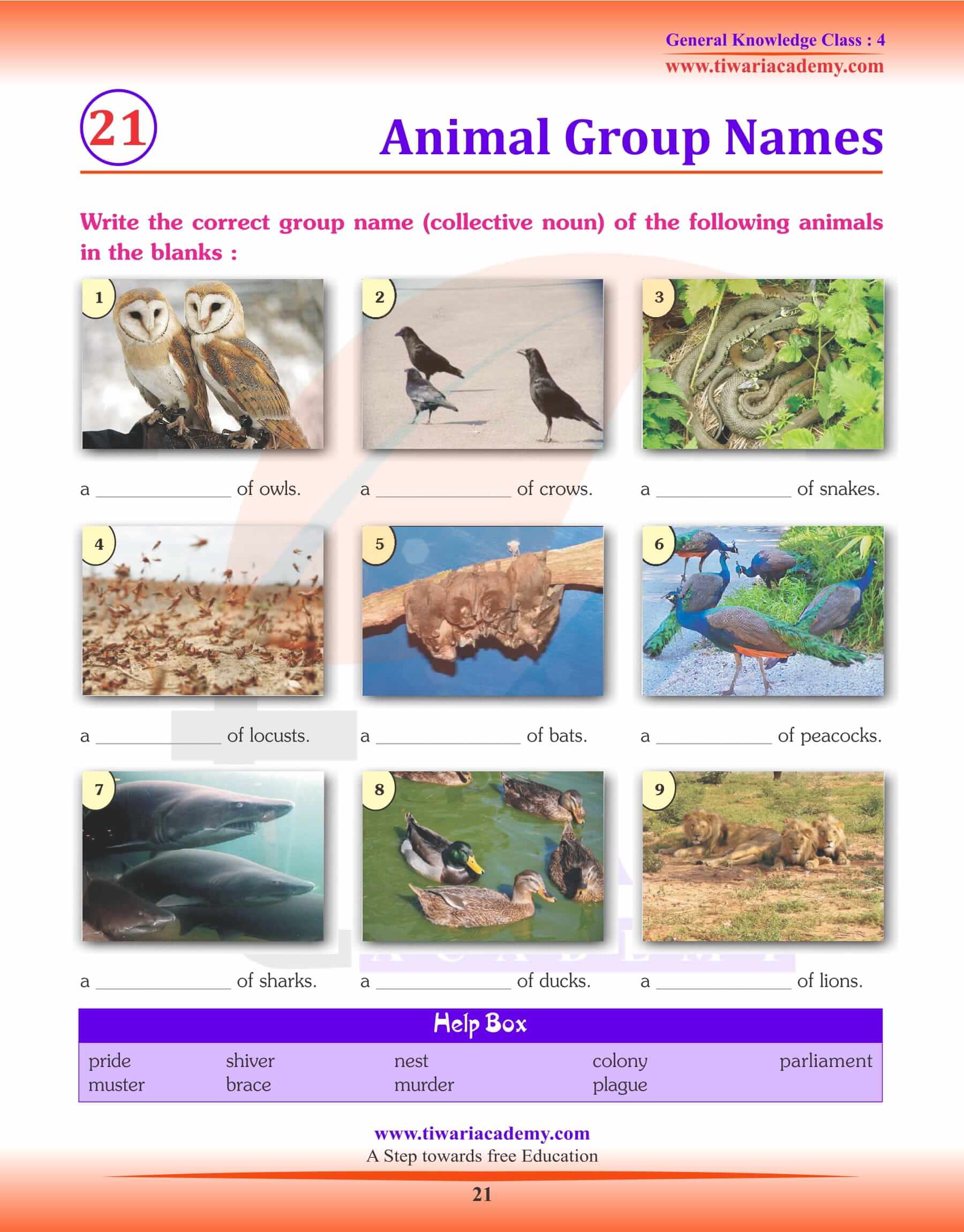 Animal Group Names