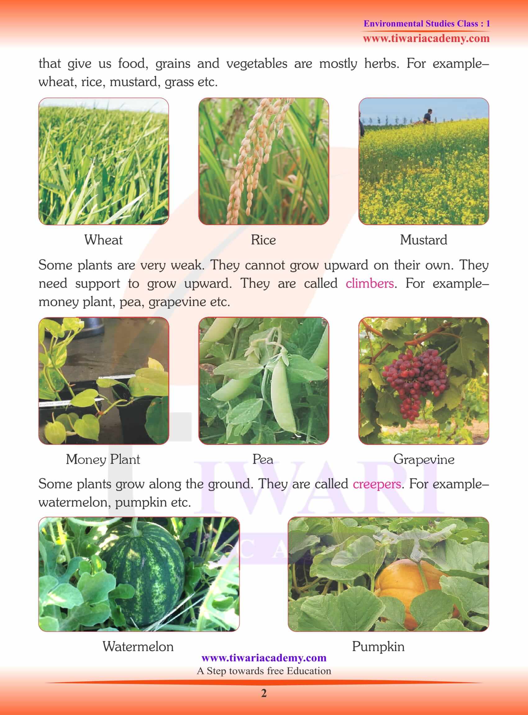 Difference between Climbers and Creepers explained with examples For Kids Grade 3 4 and 5 EVS