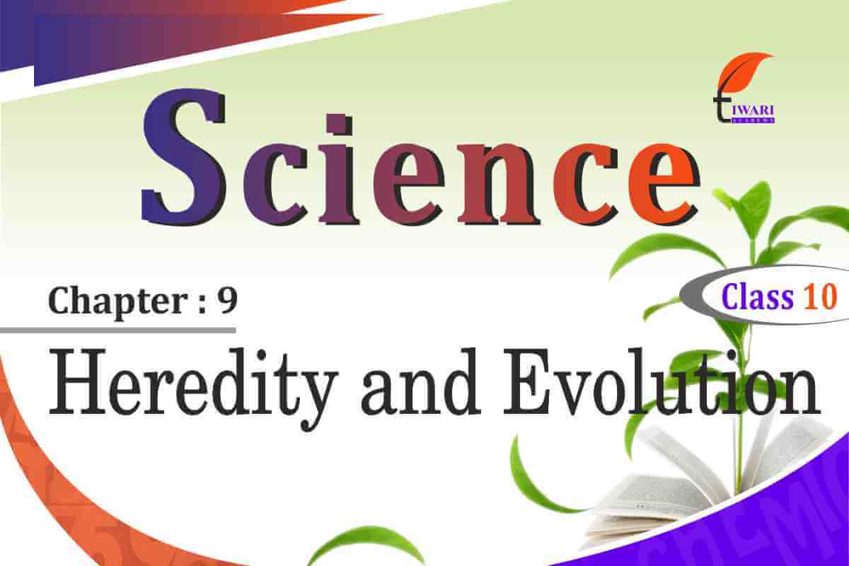 NCERT Solutions for Class 10 Science Chapter 9 Heredity and Evolution