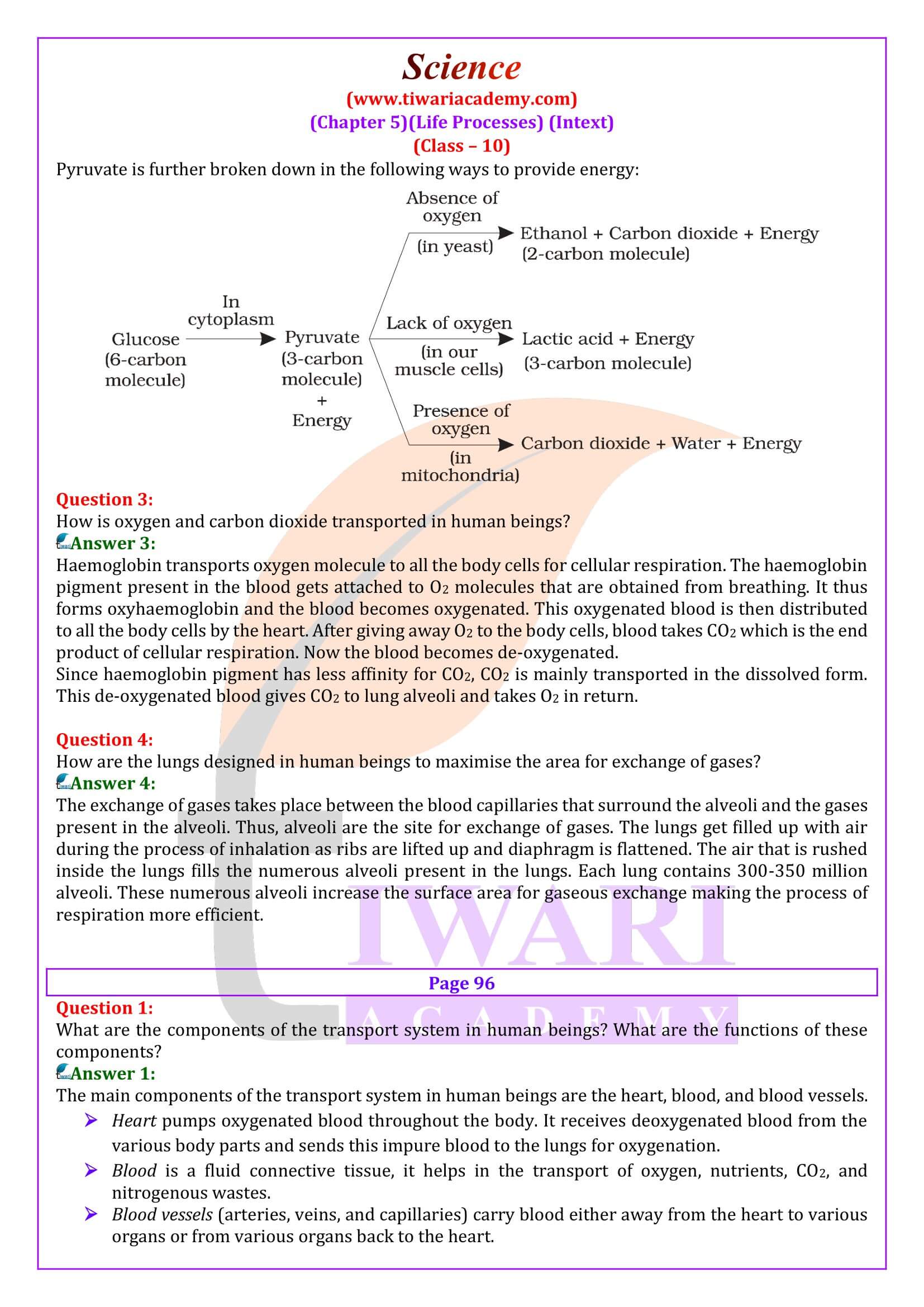 NCERT Solutions for Class 10 Science Chapter 5 in English Medium