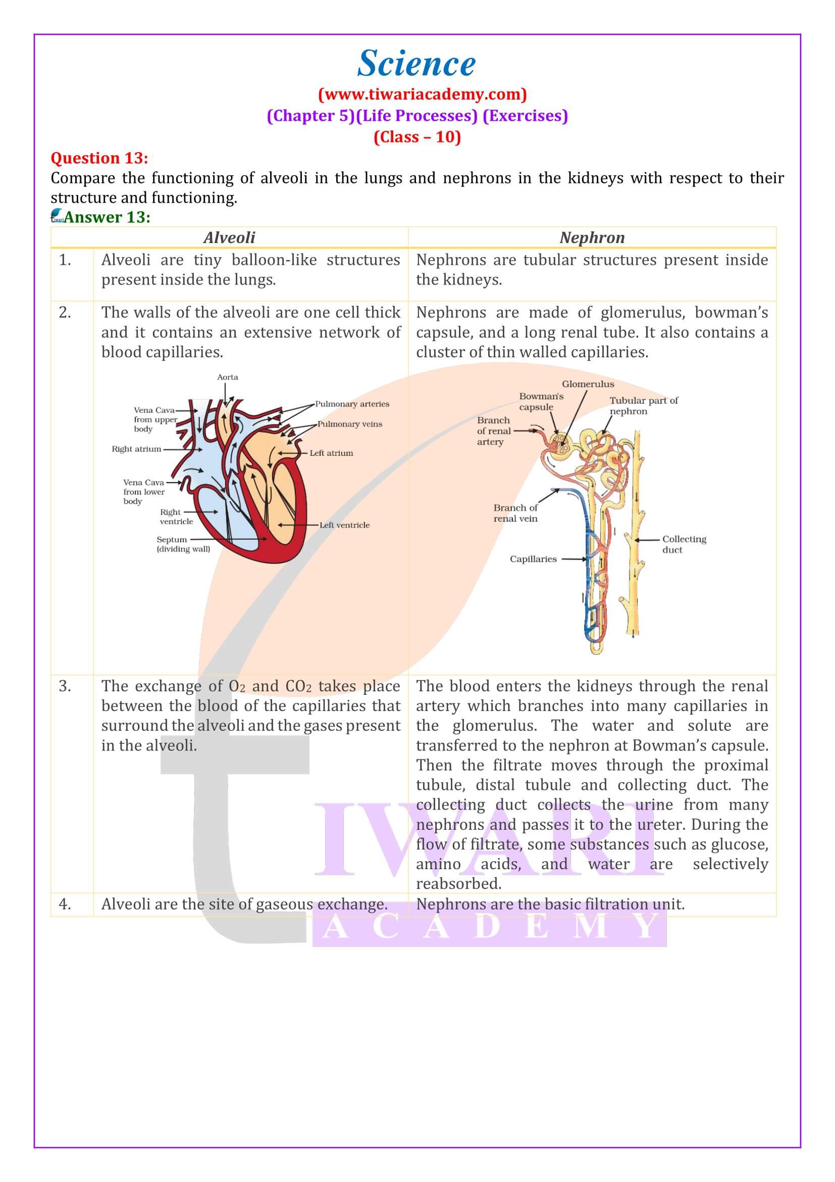 NCERT Solutions for Class 10 Science Chapter 5 Question Answers