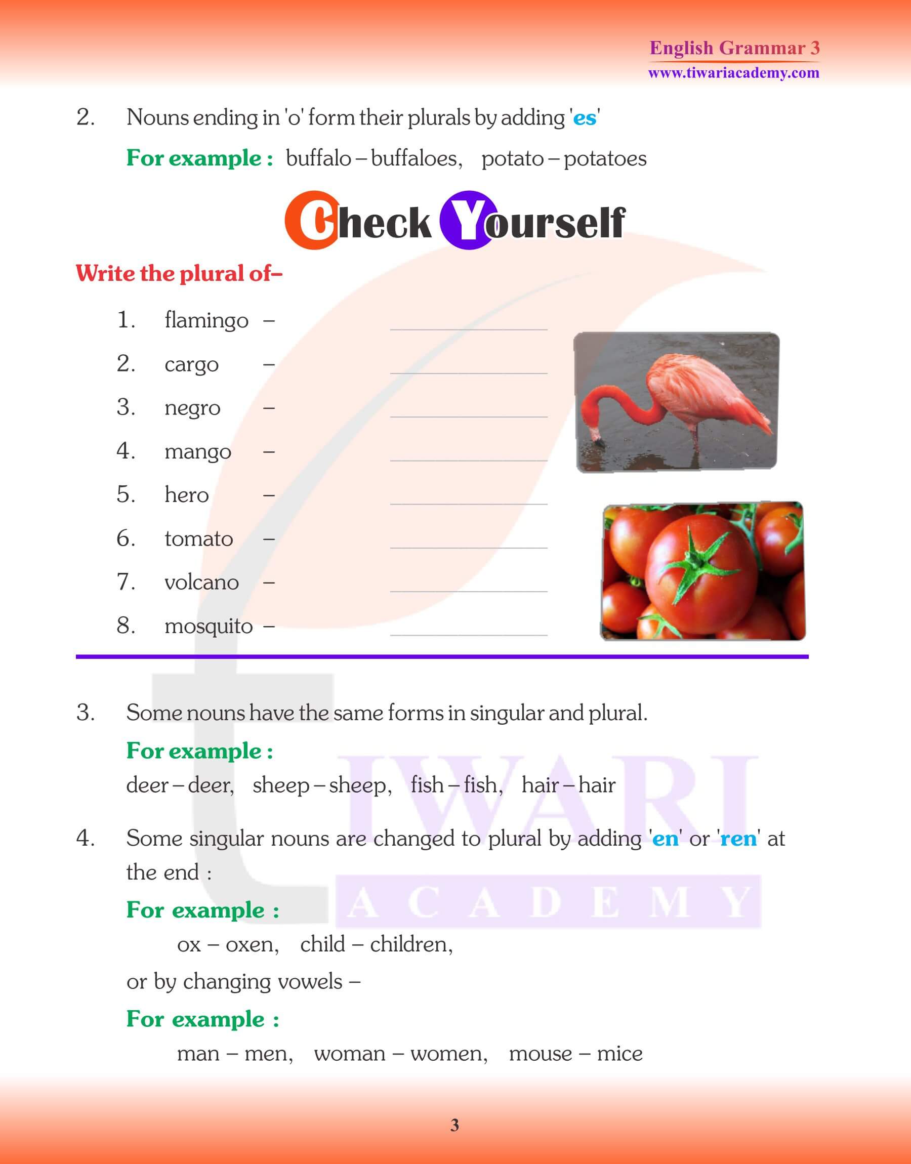 English Grammar for Grade 3 Singular and Plural