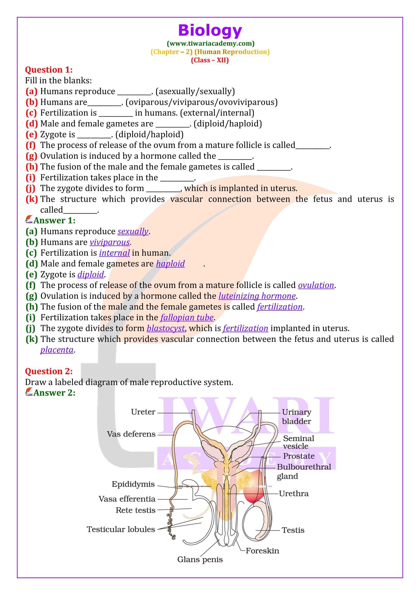 Class 12 Biology Chapter 2 Human Reproduction