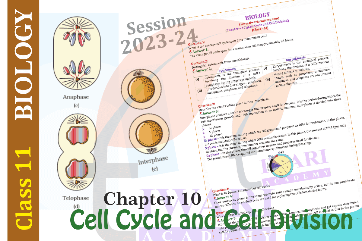 NCERT Solutions for Class 11 Biology Chapter 10 Cell Cycle and Cell Division