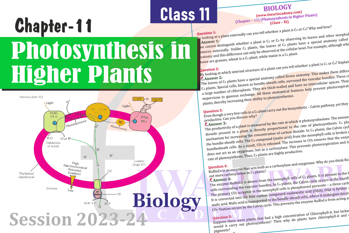 Class 11 Bio Chapter 11