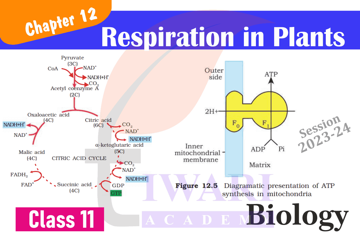 Class 11 Bio Chapter 12