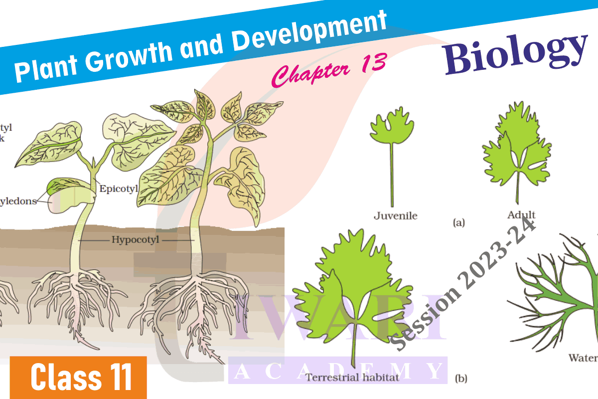 Class 11 Bio Chapter 13