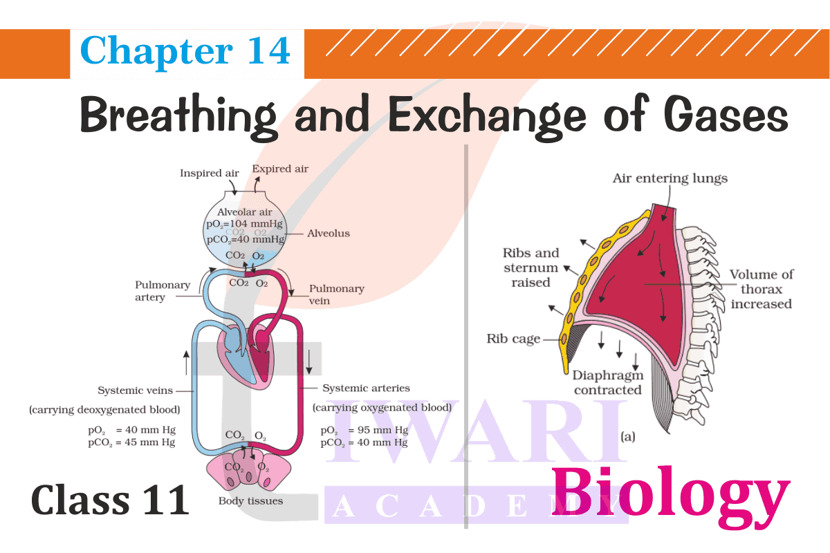 Class 11 Bio Chapter 14