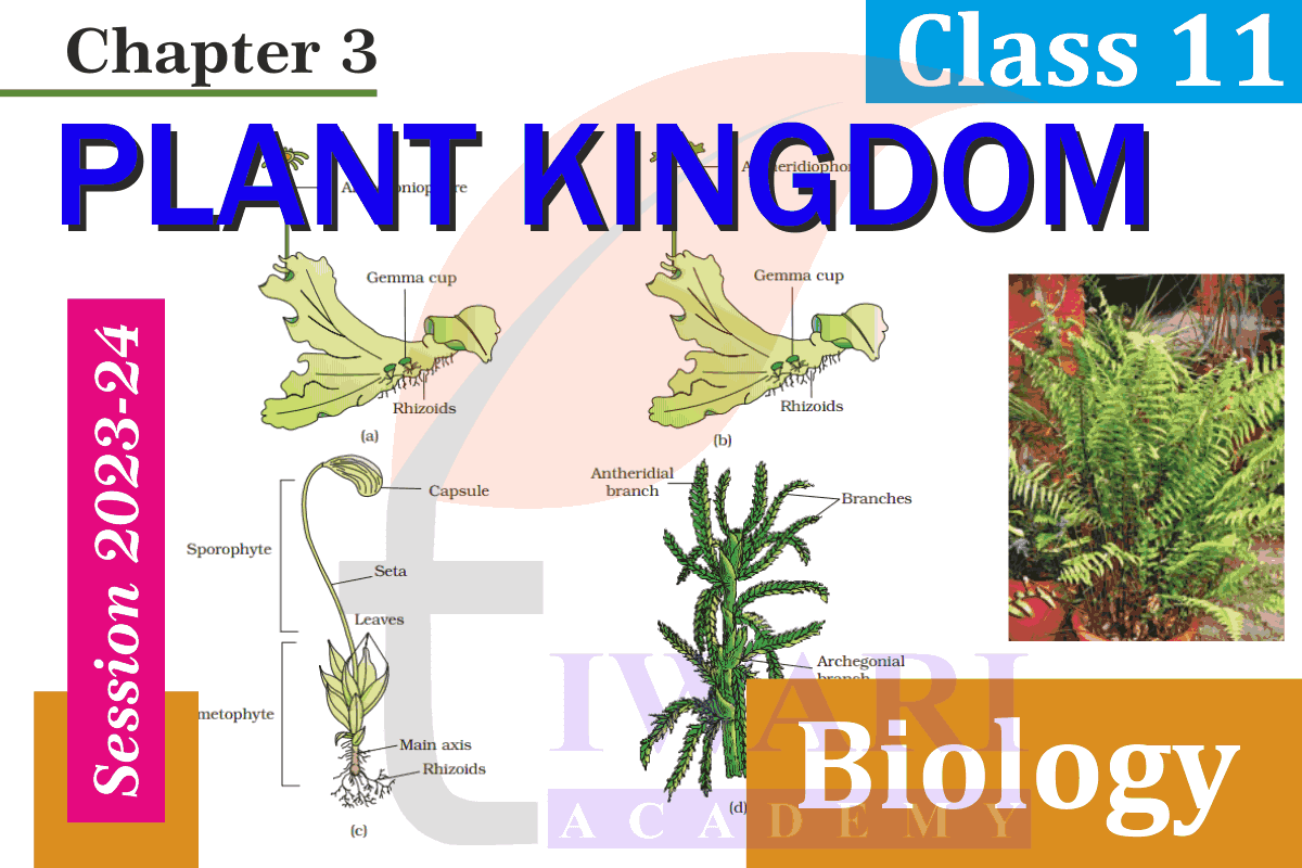 NCERT Solutions for Class 11 Biology Chapter 3 Plant Kingdom