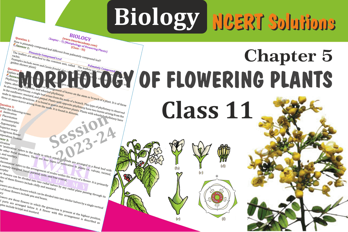 NCERT Solutions for Class 11 Biology Chapter 5 Morphology of Flowering Plants