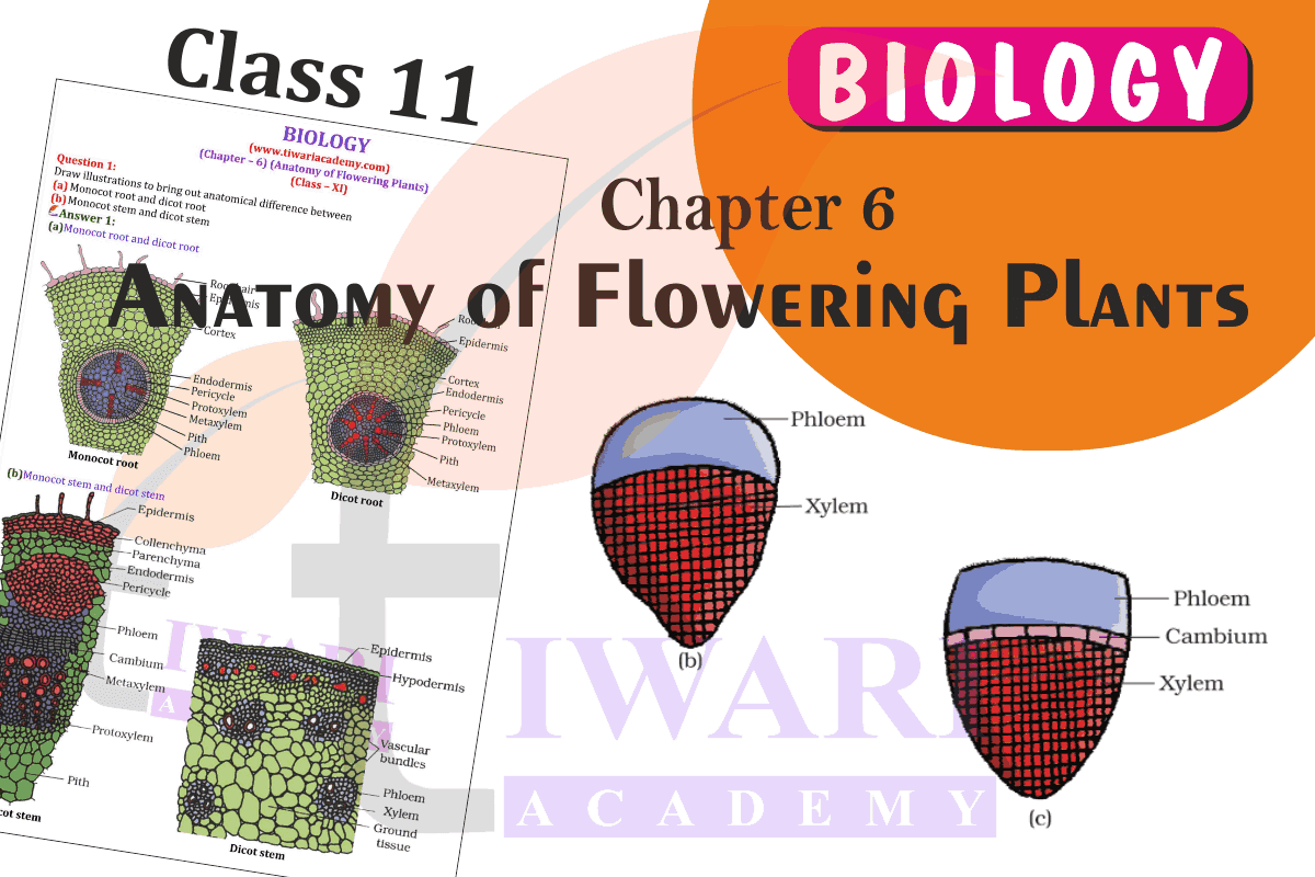 NCERT Solutions for Class 11 Biology Chapter 6 Anatomy of Flowering Plants