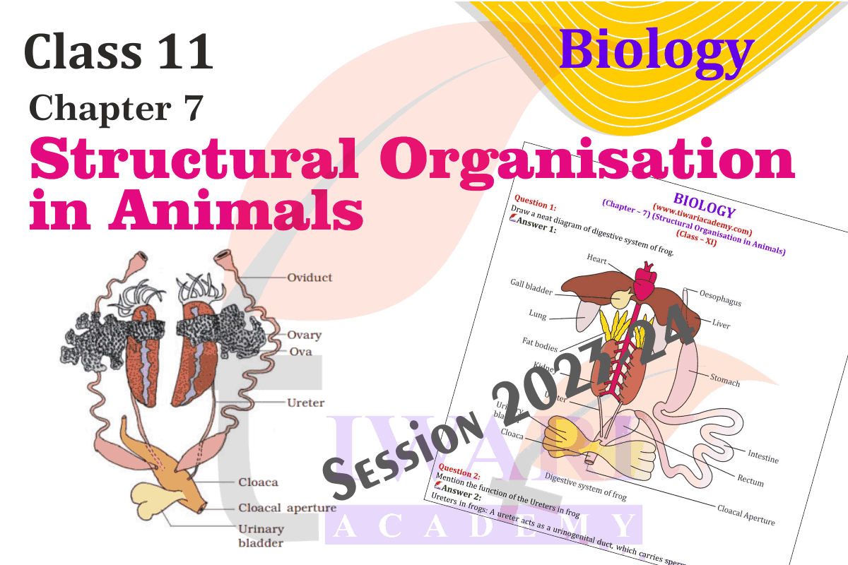 NCERT Solutions for Class 11 Biology Chapter 7 Structural Organisation in Animals