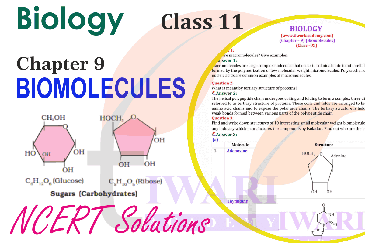 NCERT Solutions for Class 11 Biology Chapter 9 Biomolecules
