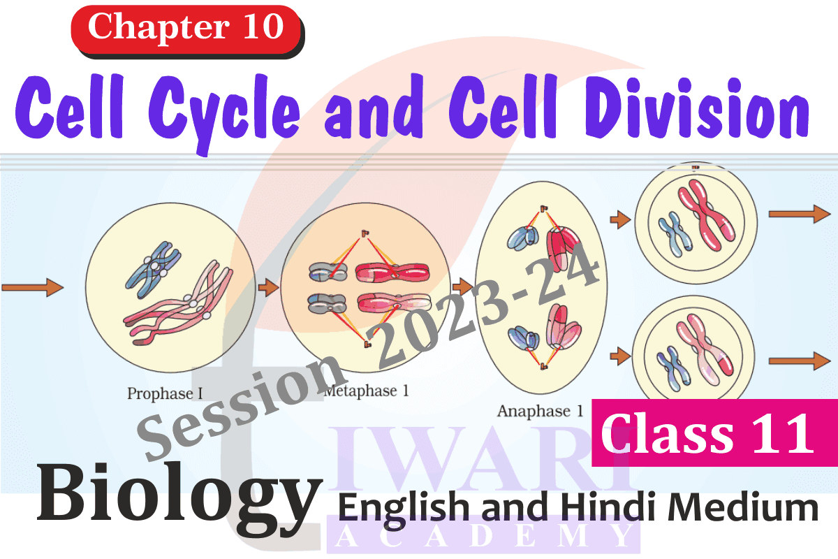 Class 11 Biology Chapter 10 Cell Cycle and Cell Division