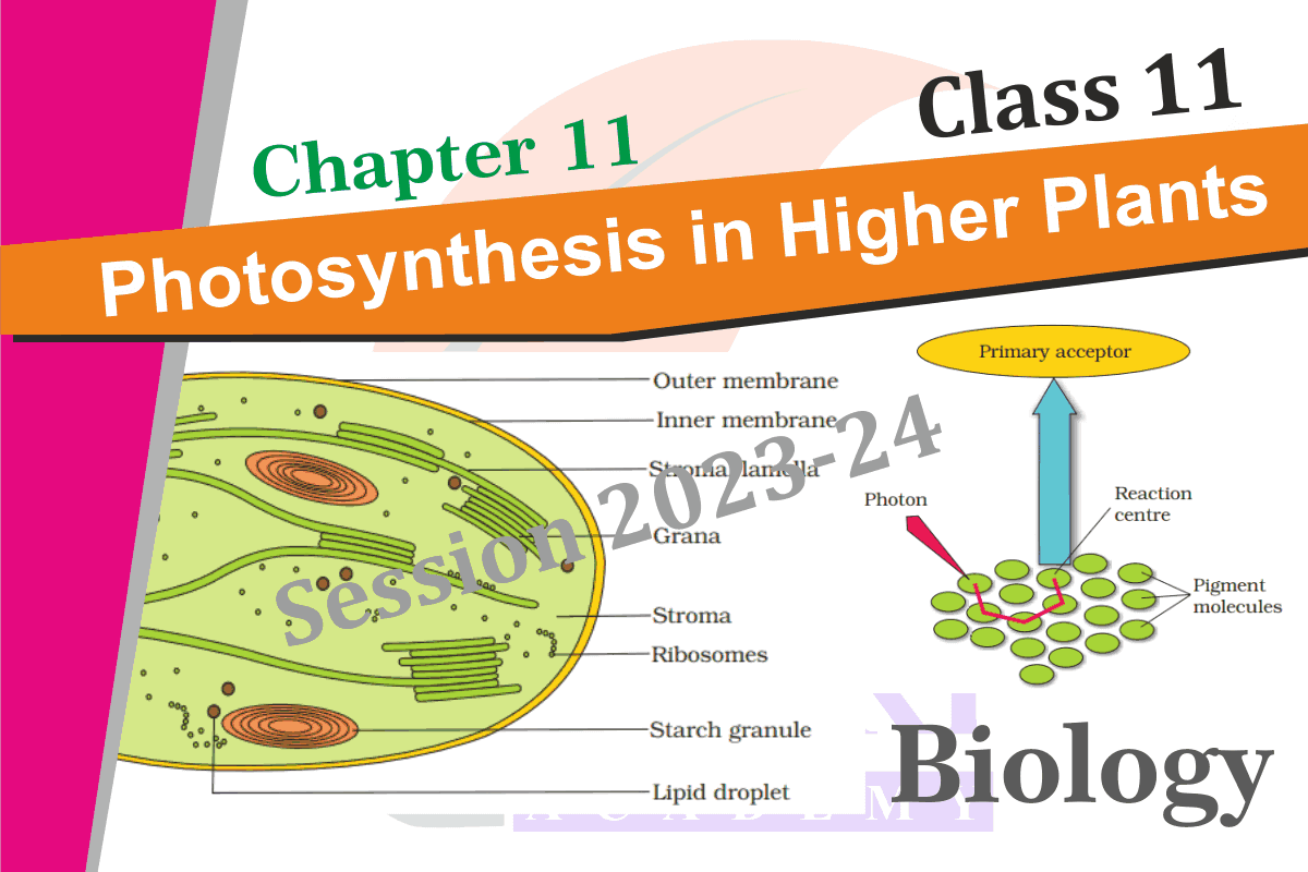 Class 11 Biology Chapter 11 in English