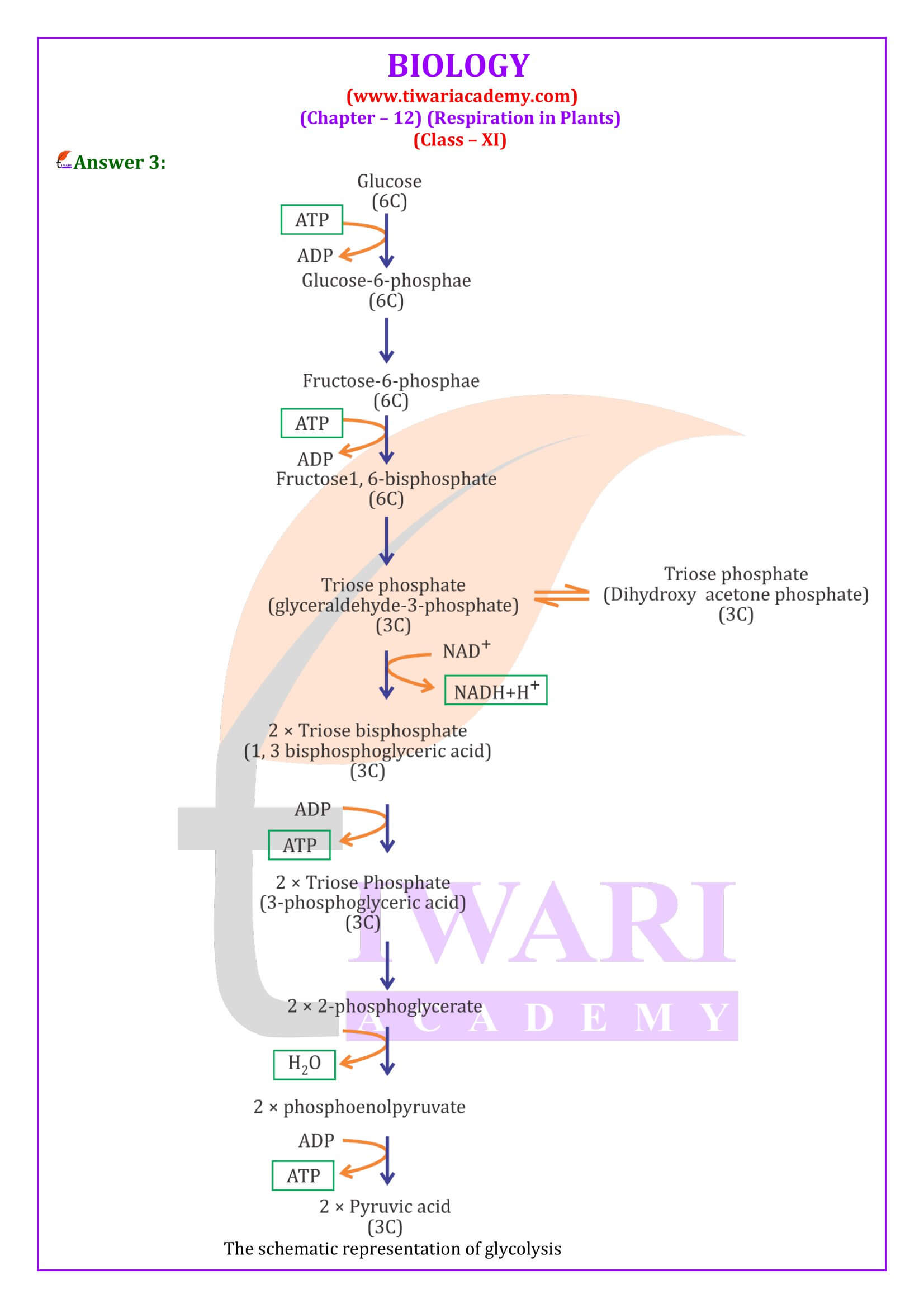 Class 11 Biology Chapter 12 Respiration in Plants