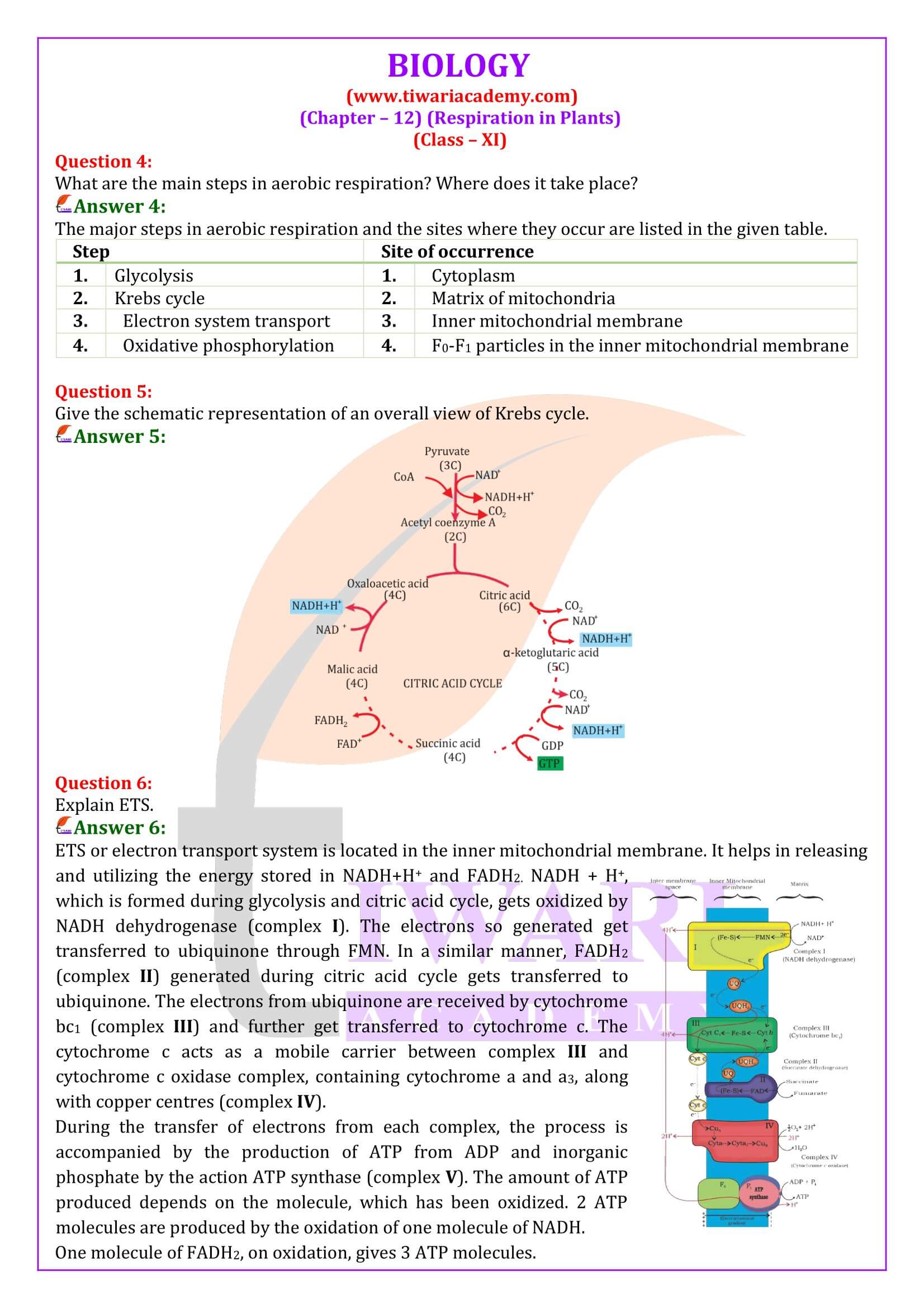 NCERT Solutions for Class 11 Biology Chapter 12 in English Medium