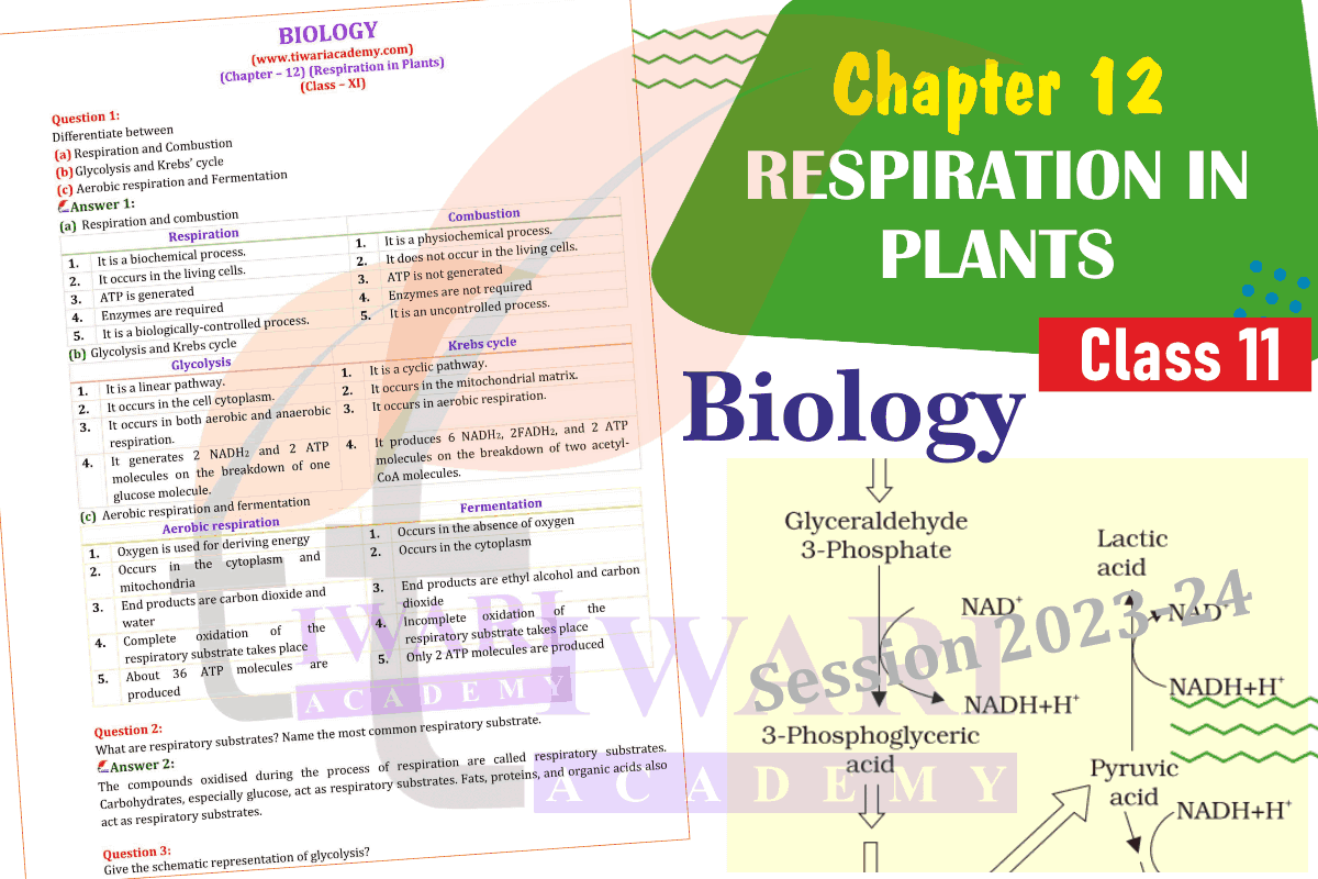 Class 11 Biology Chapter 12 in English