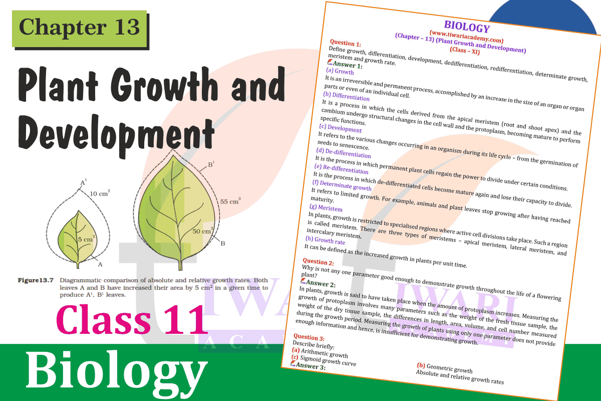 Class 11 Biology Chapter 13 in English
