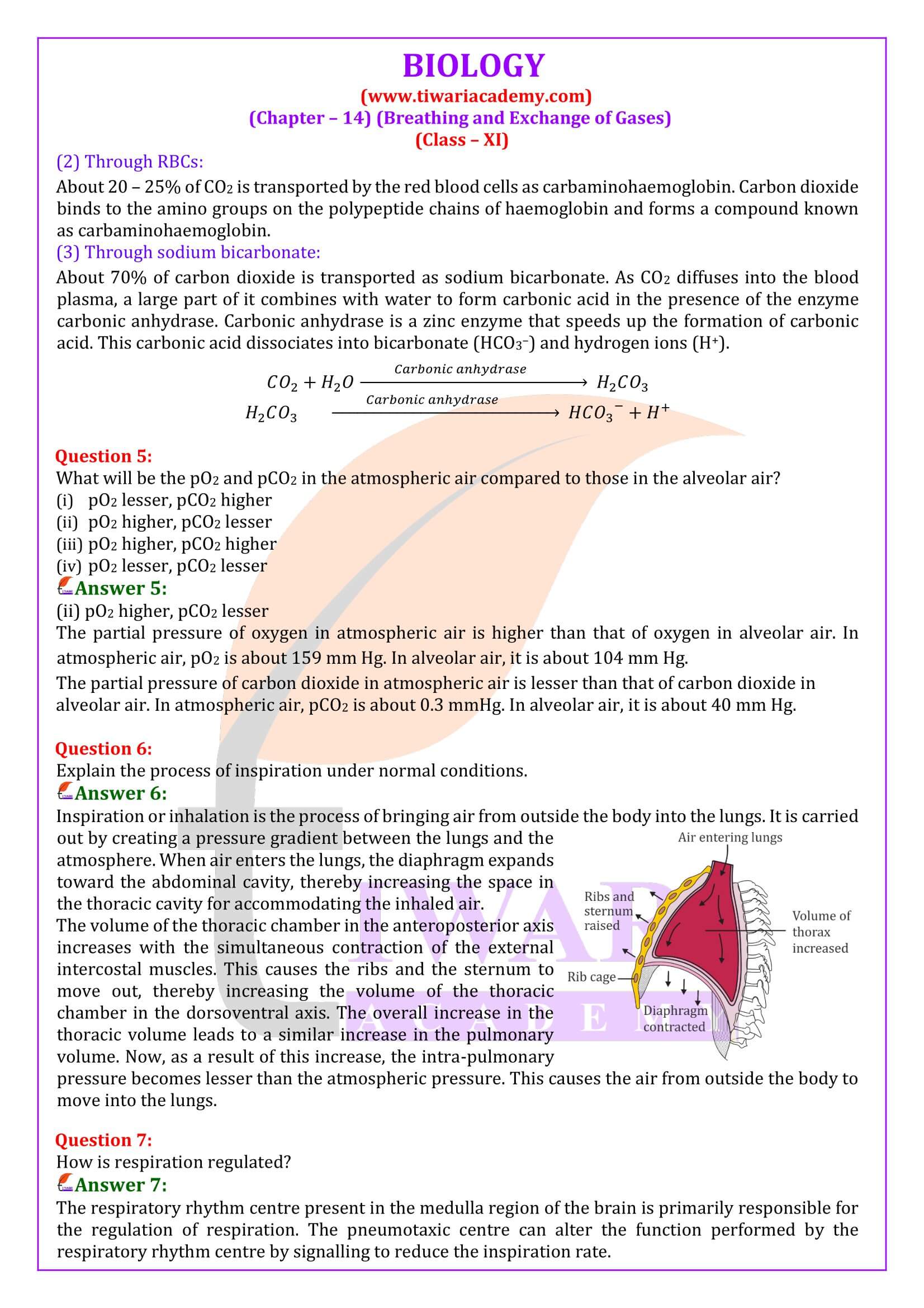 Class 11 Biology Chapter 14 Breathing and Exchange of Gases