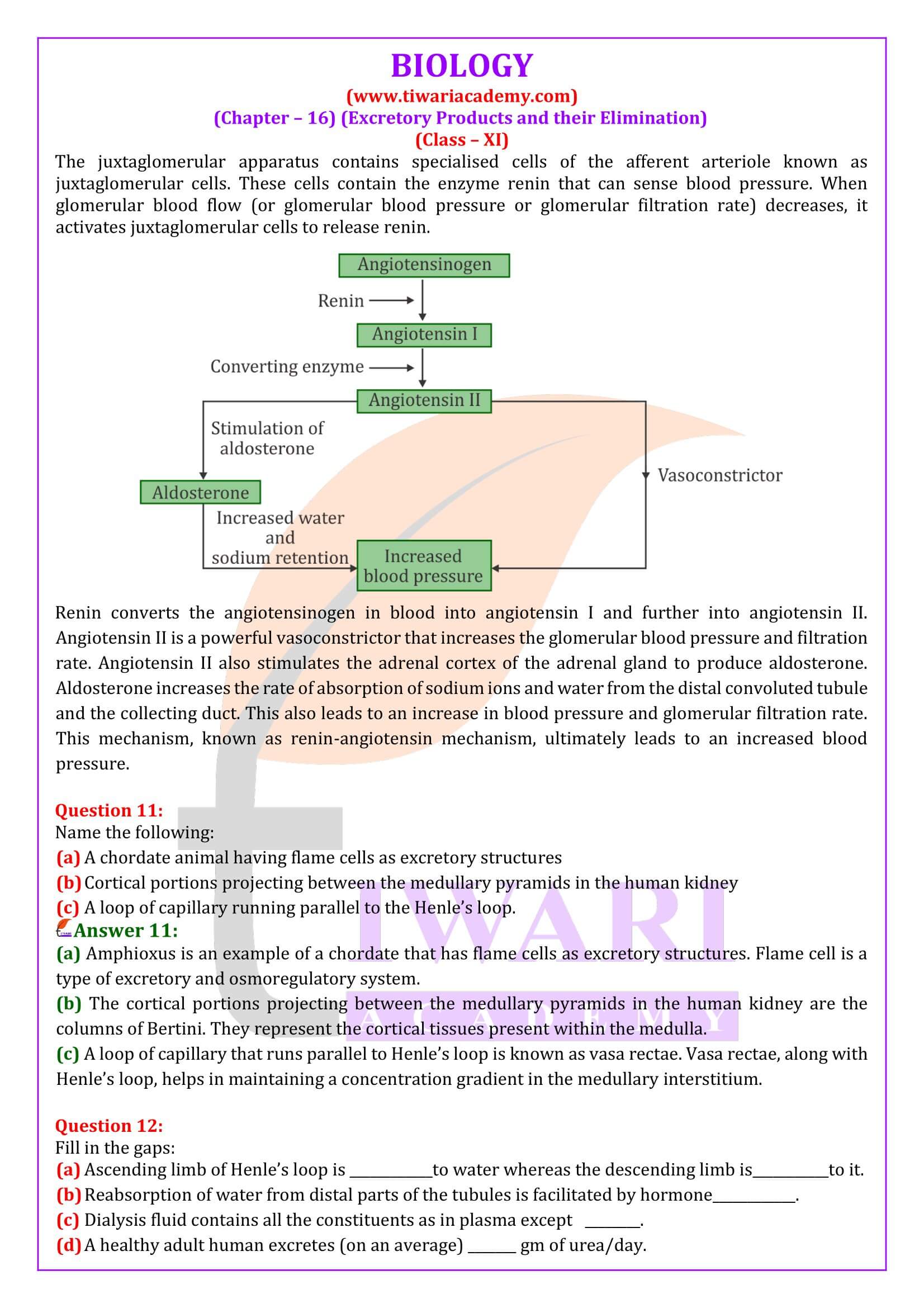 Class 11 Biology Chapter 16 Solutions