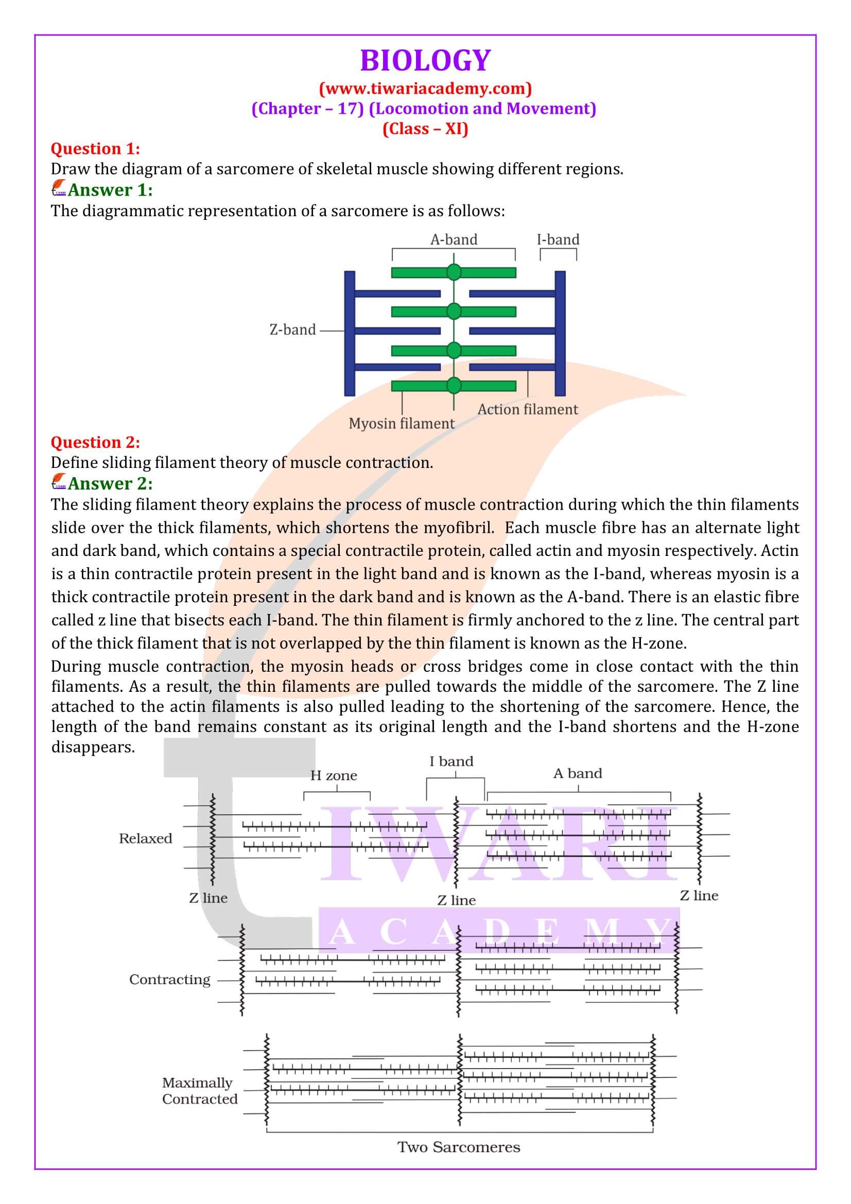 Class 11 Biology Chapter 17 Locomotion and Movement